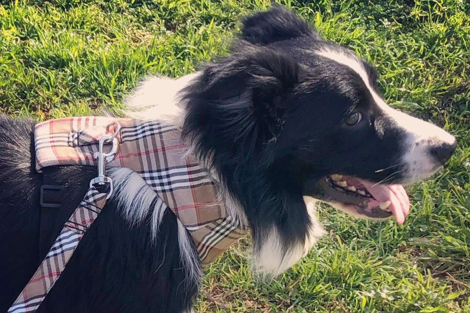 La nueva tendencia de los accesorios para mascotas de la mano de Izaladog