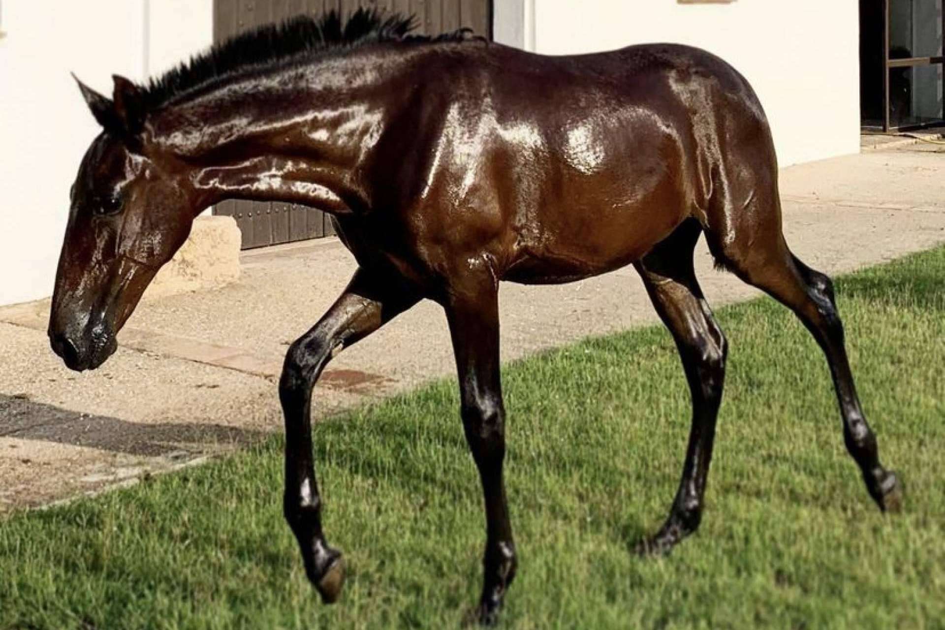 Unos animales elegantes y resistentes, los caballos PRE en venta de Yeguada La Pajarita