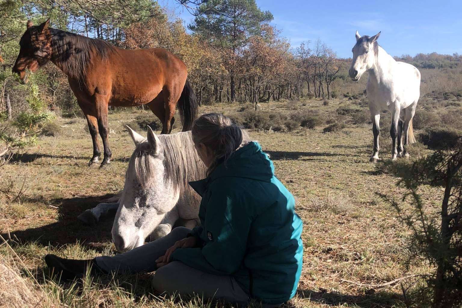 Aura, PNL asistida con caballos en libertad
