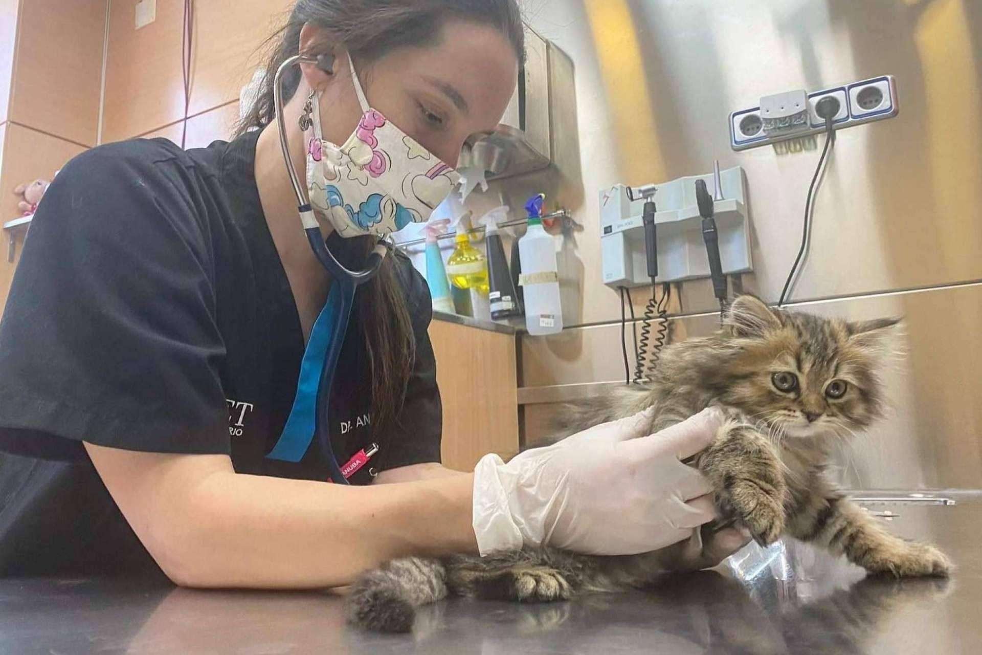 Los consejos del Hospital Veterinario El Bosque para prevenir el síndrome del gato paracaidista