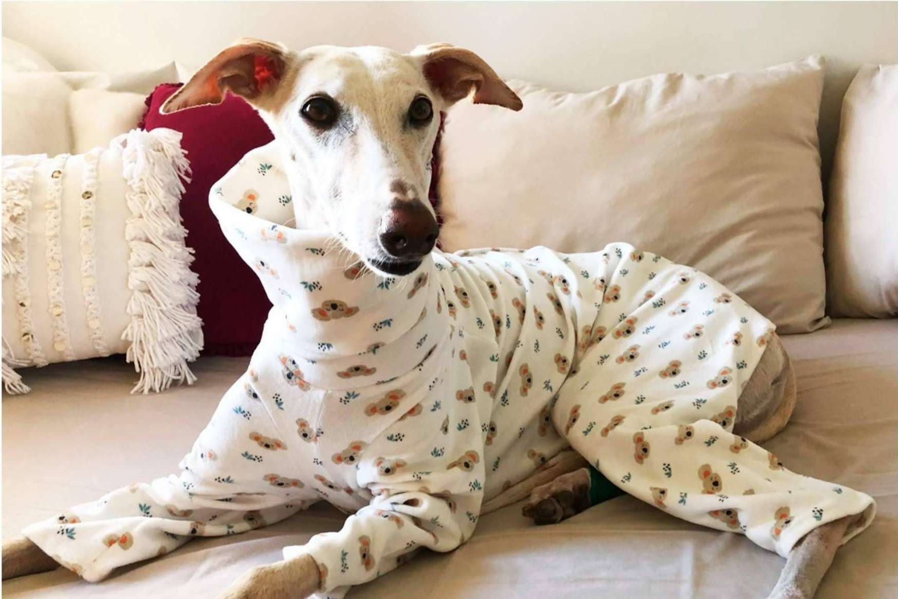 Los accesorios y ropa para galgo de Lucas & Lola