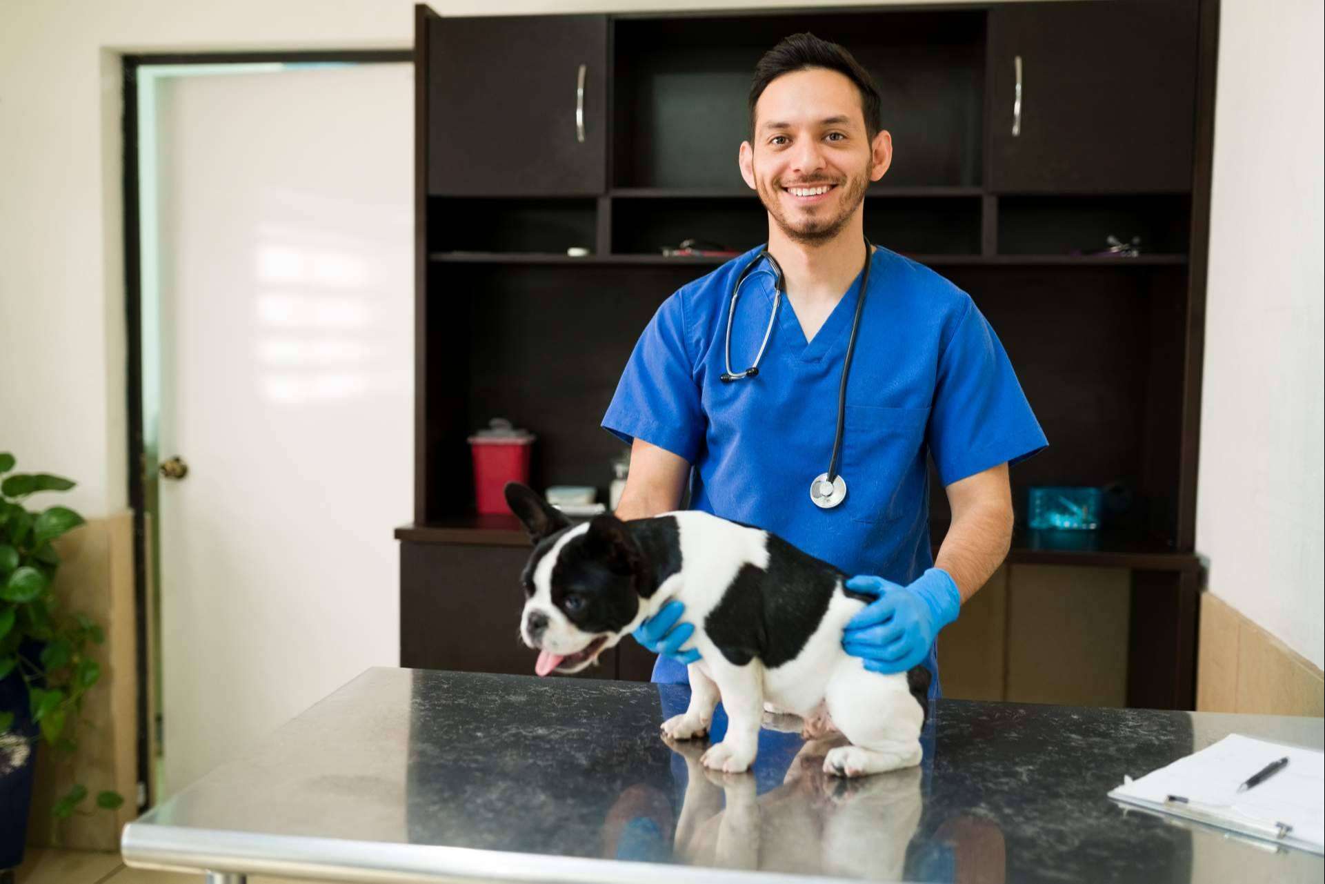Los seguros de mascotas para perros y gatos de Barkibu