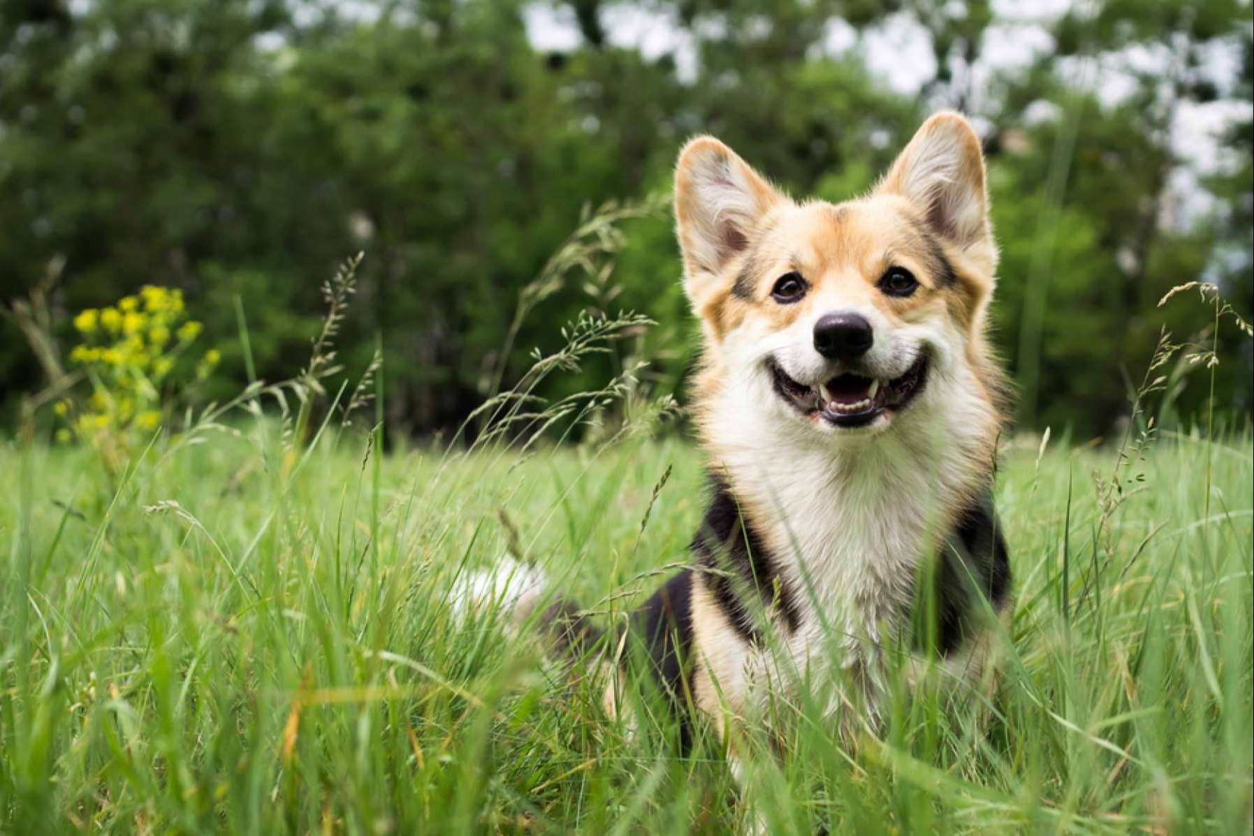 La guardería de día PERROBUENO en Madrid ofrece la oportunidad de ir de vacaciones para perros
