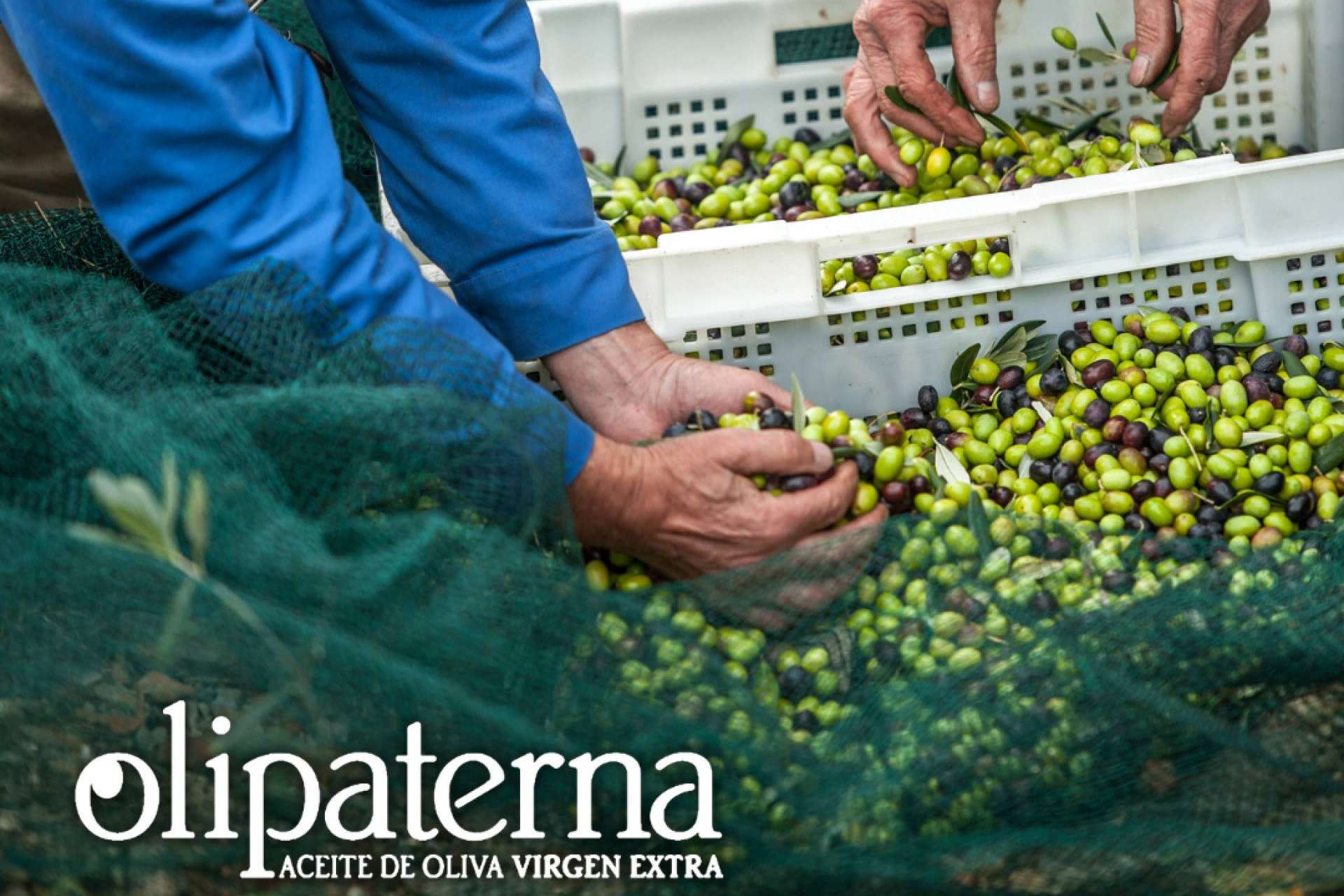 Con el AOVE de Olipaterna, las recetas saben mejor