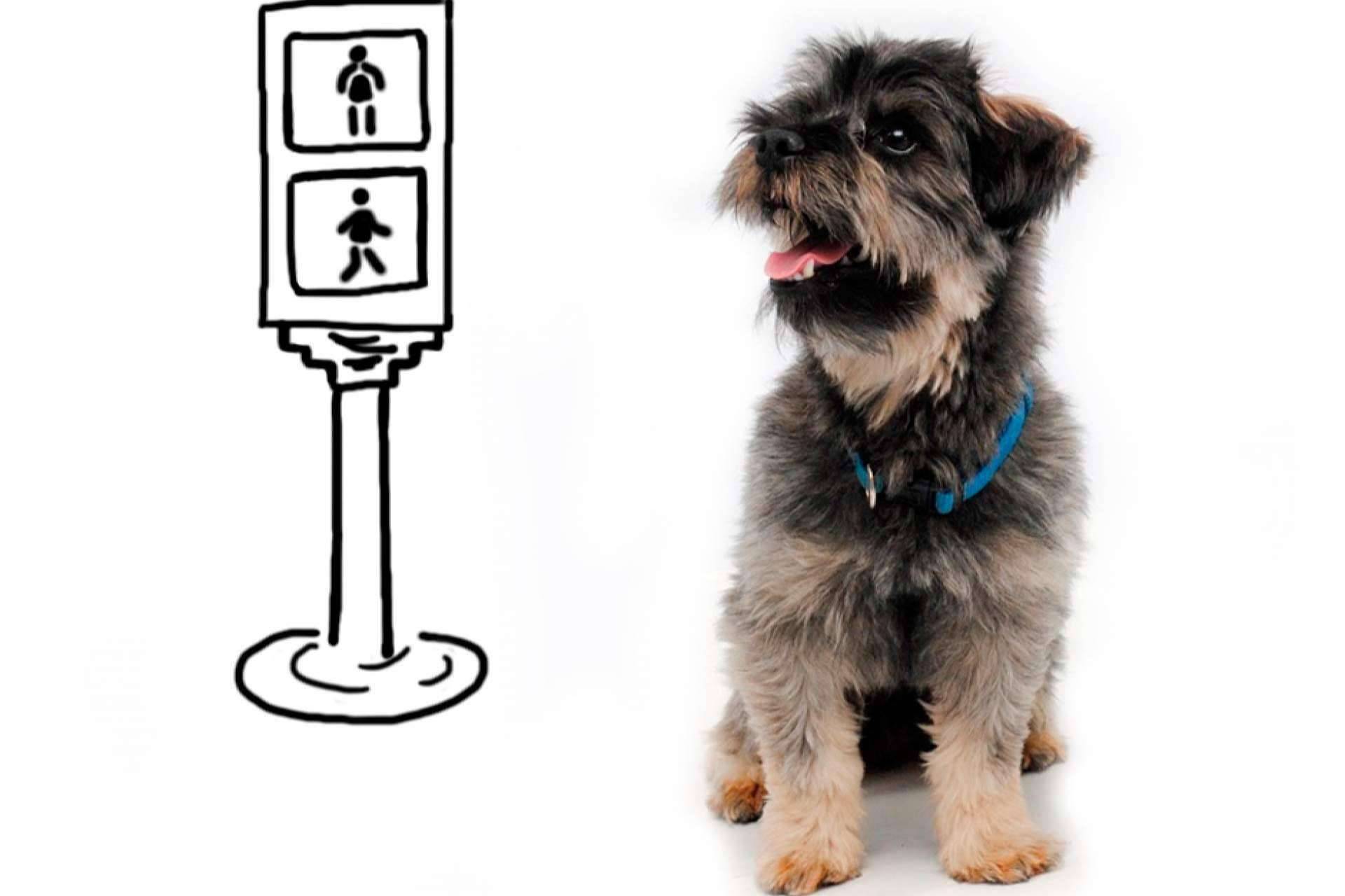 ¿Qué es el programa Perros de Asfalto?