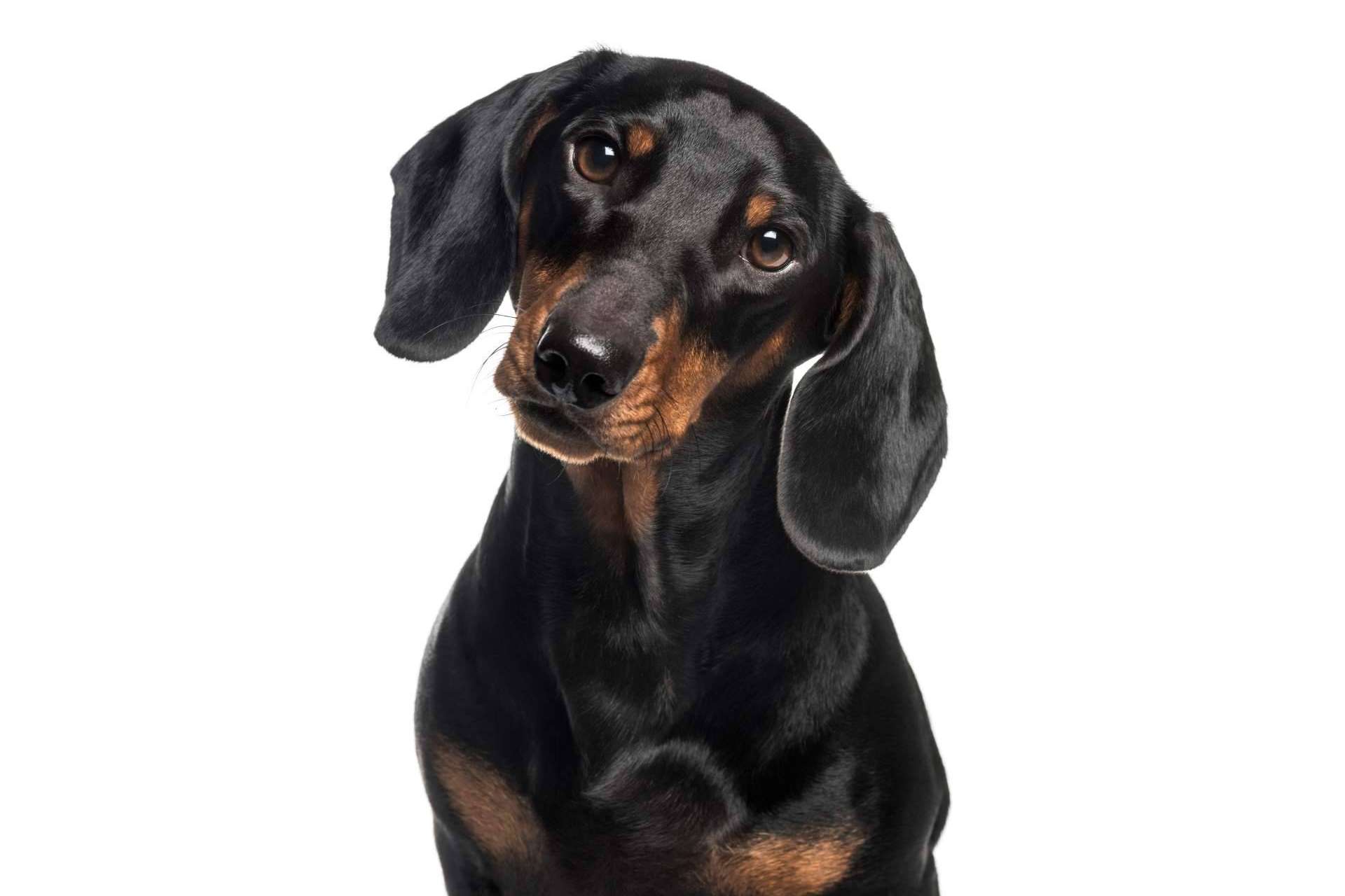 La importancia de la higiene de mascotas, por Pelitos Peluquería Canina