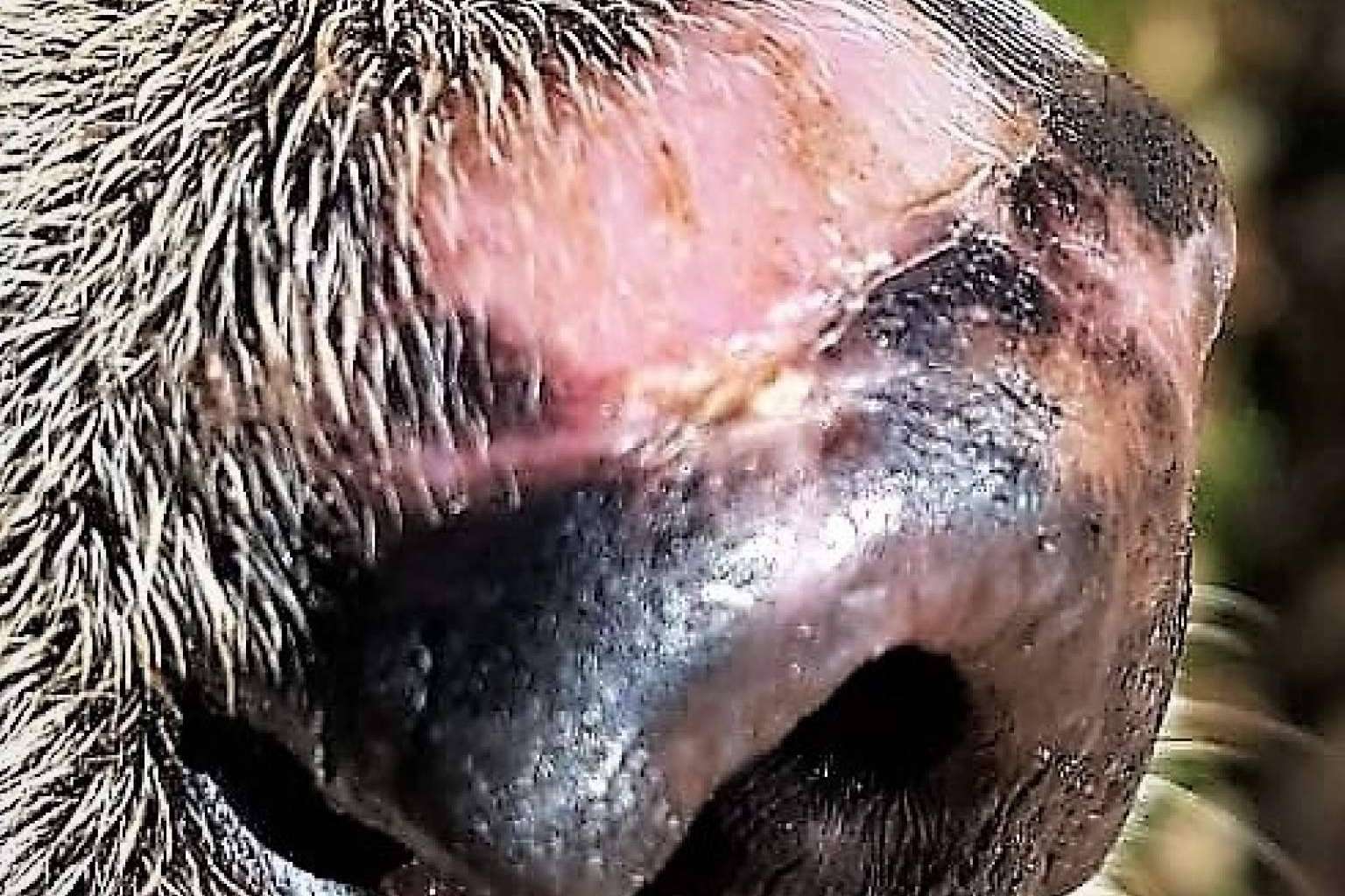 La ozonoterapia veterinaria es una garantía de salud y calidad de vida