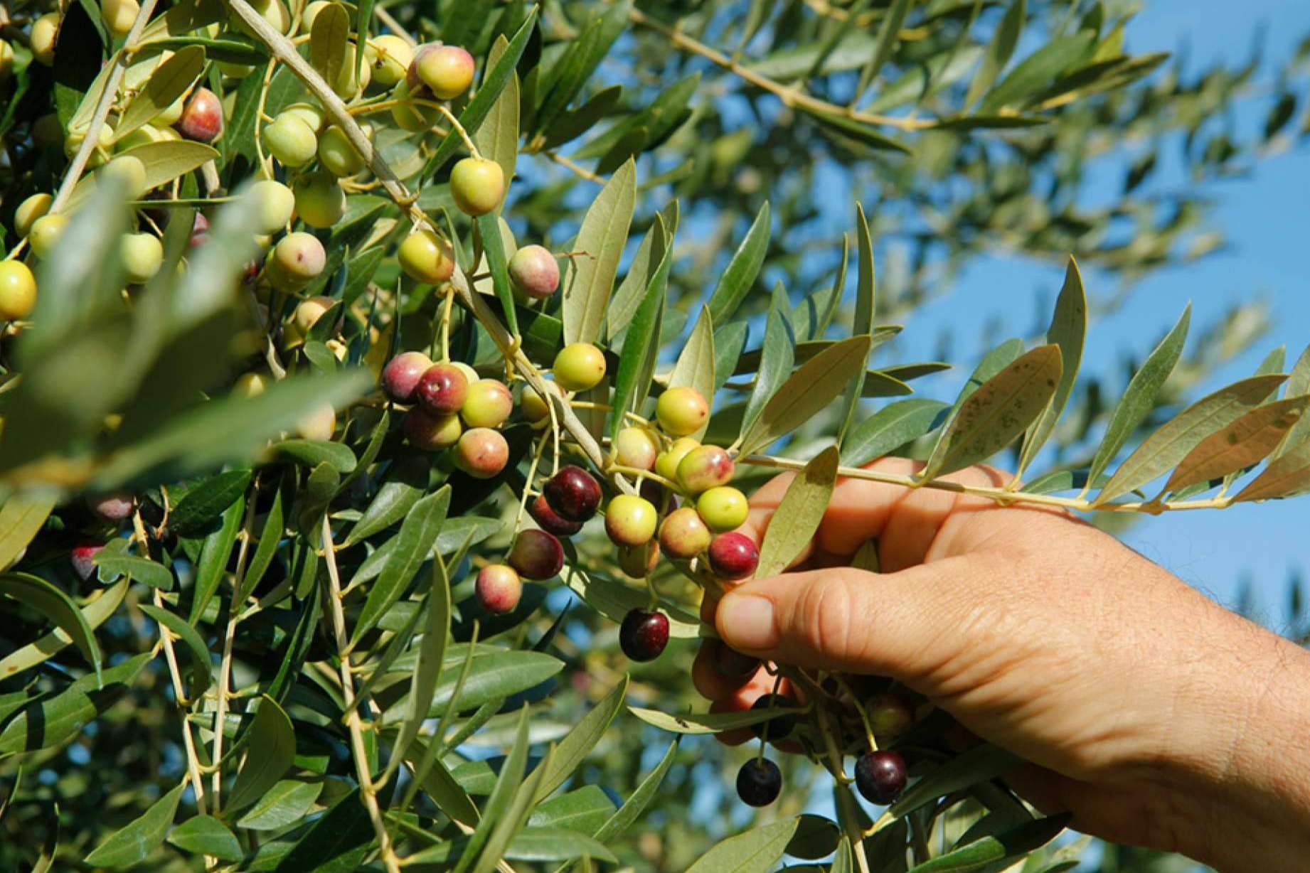 Las aceitunas arbequinas y la salud