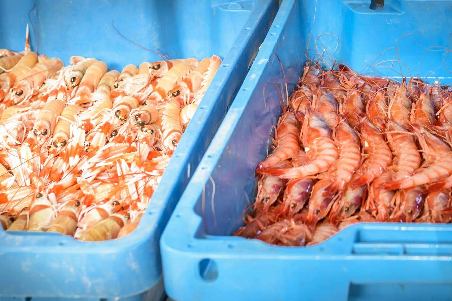 Comprar marisco para Navidad, las múltiples ventajas de comprarlo antes de las fechas claves