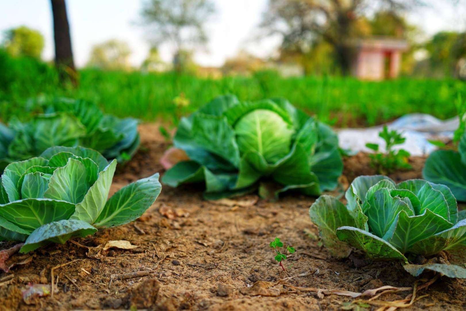 SAECO, suministros ecológicos y asesoramiento agrícola para cuidar y potenciar los cultivos