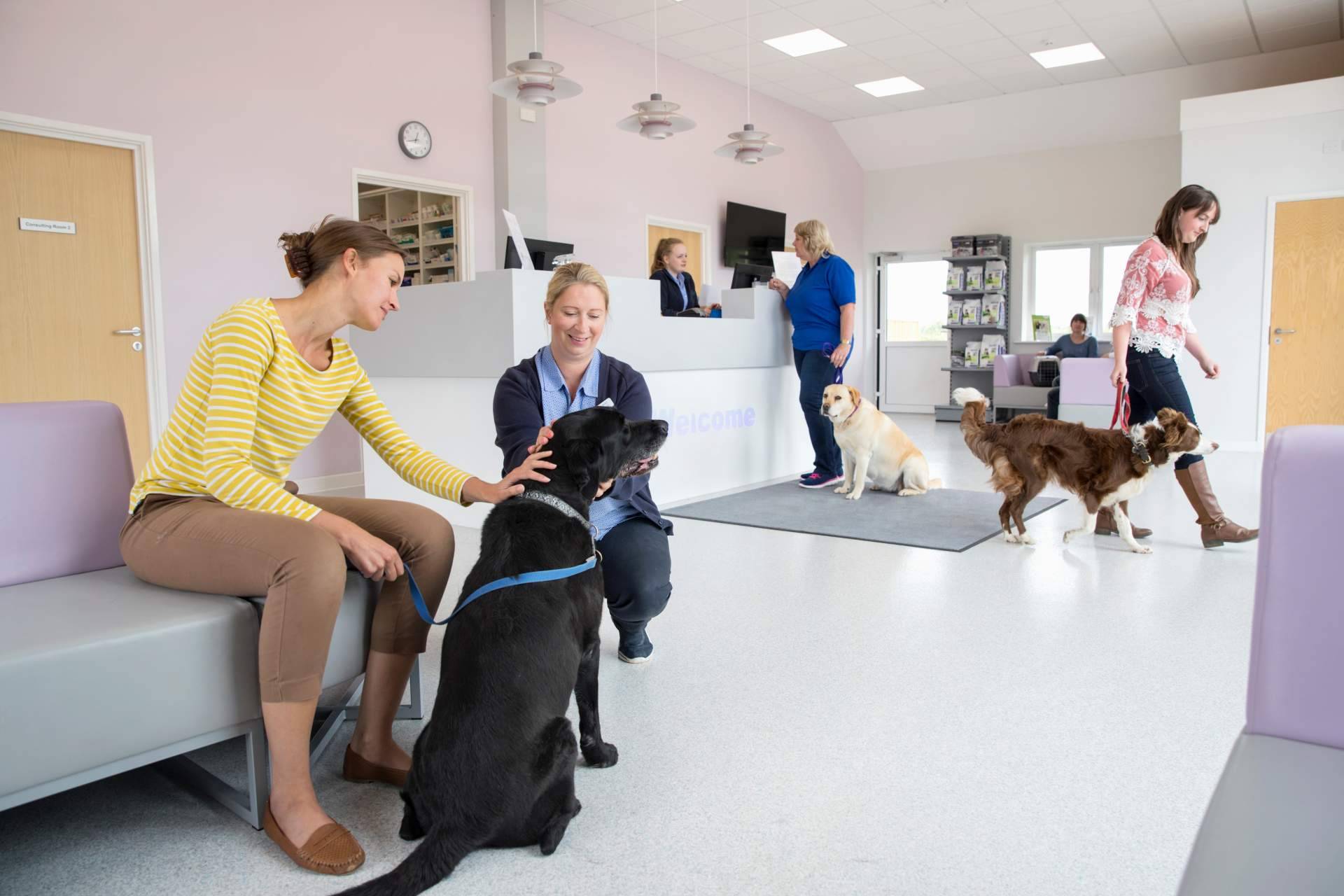 El seguro veterinario de Barkibu ayuda a evitar facturas inesperadas en la visita al veterinario