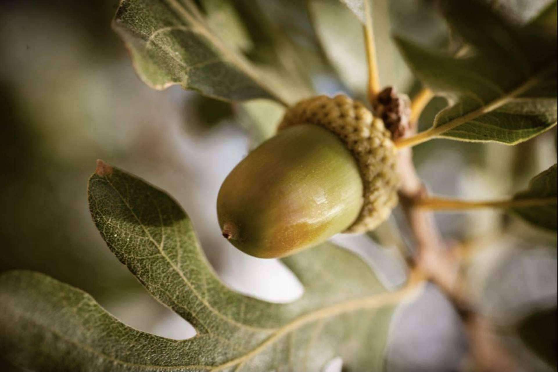 Reygon anuncia la llegada de la montanera, la época clave para los jamones de bellota