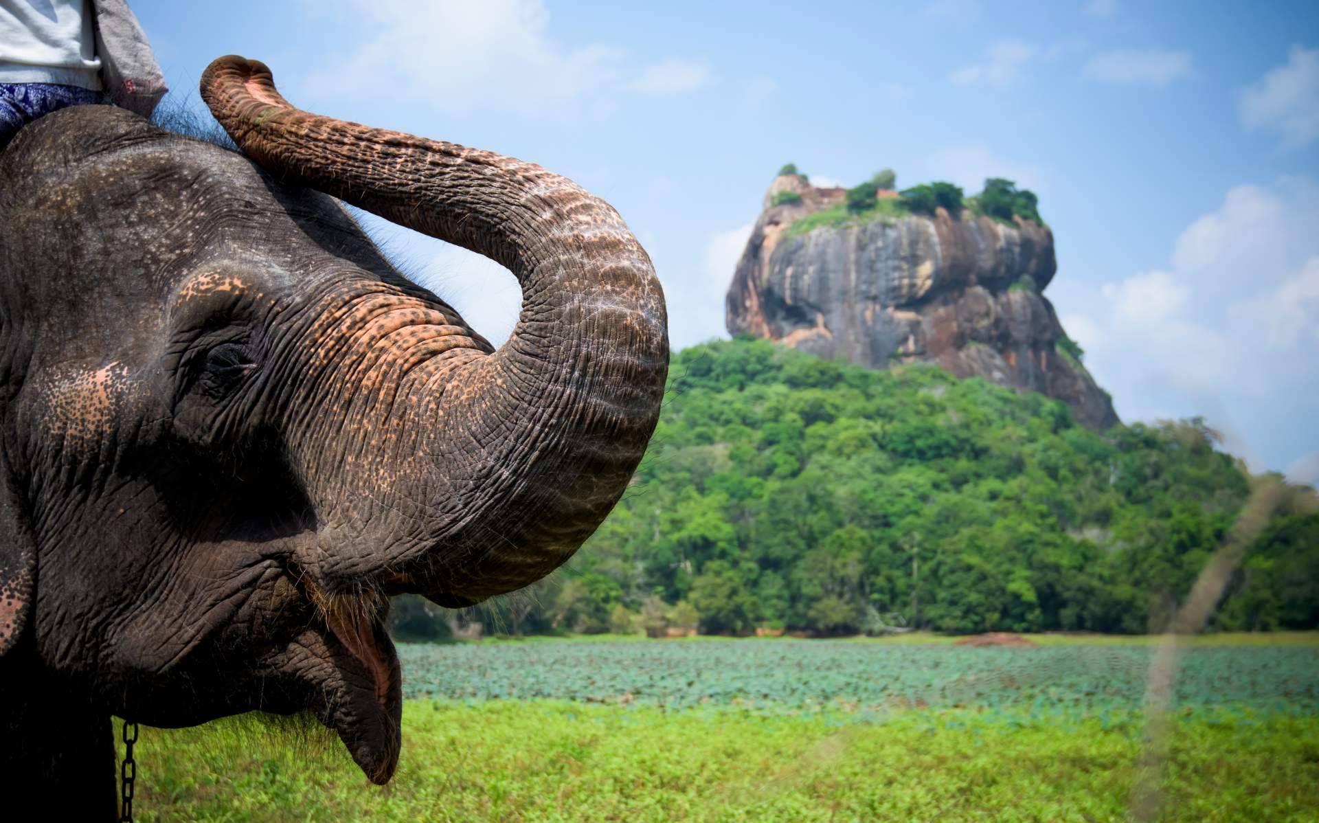 La agencia de viajes local en Sri Lanka que organiza viajes a medida para los turistas que desean visitar la isla, Sri Lanka Viajes Edén