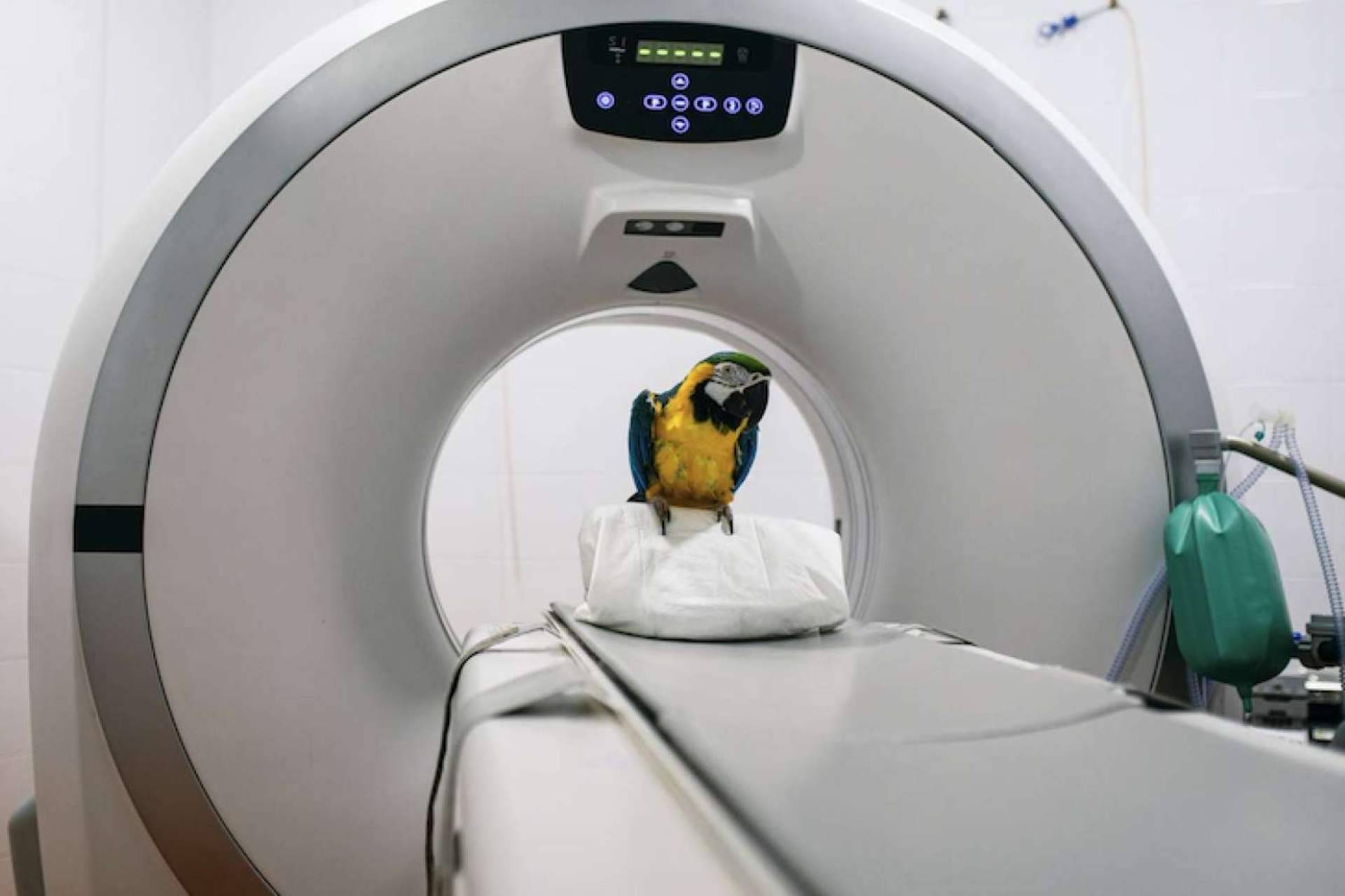 El servicio de radiodiagnóstico del Hospital Veterinario Privet