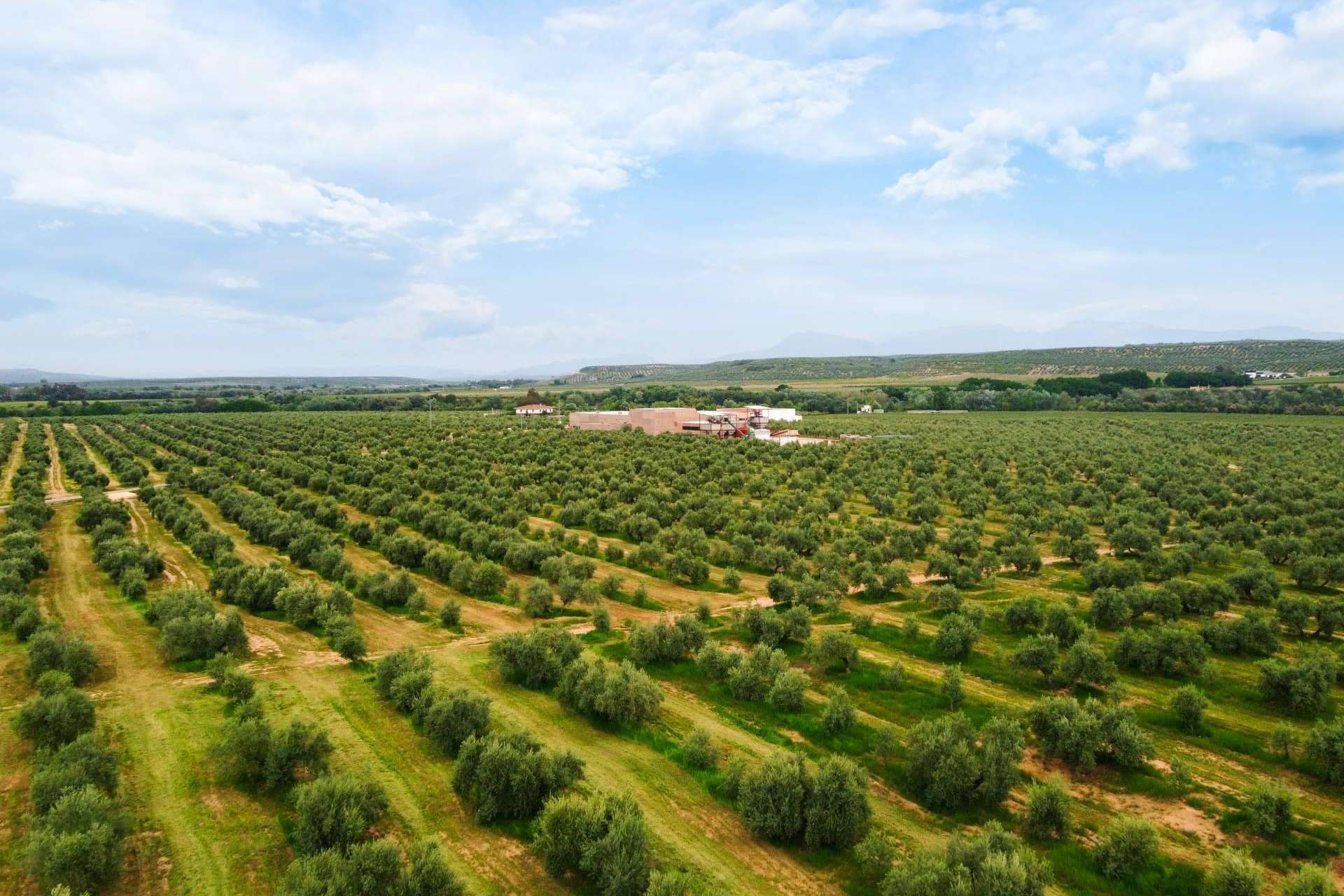 Aires de Jaén, tradición y calidad en el aceite de oliva
