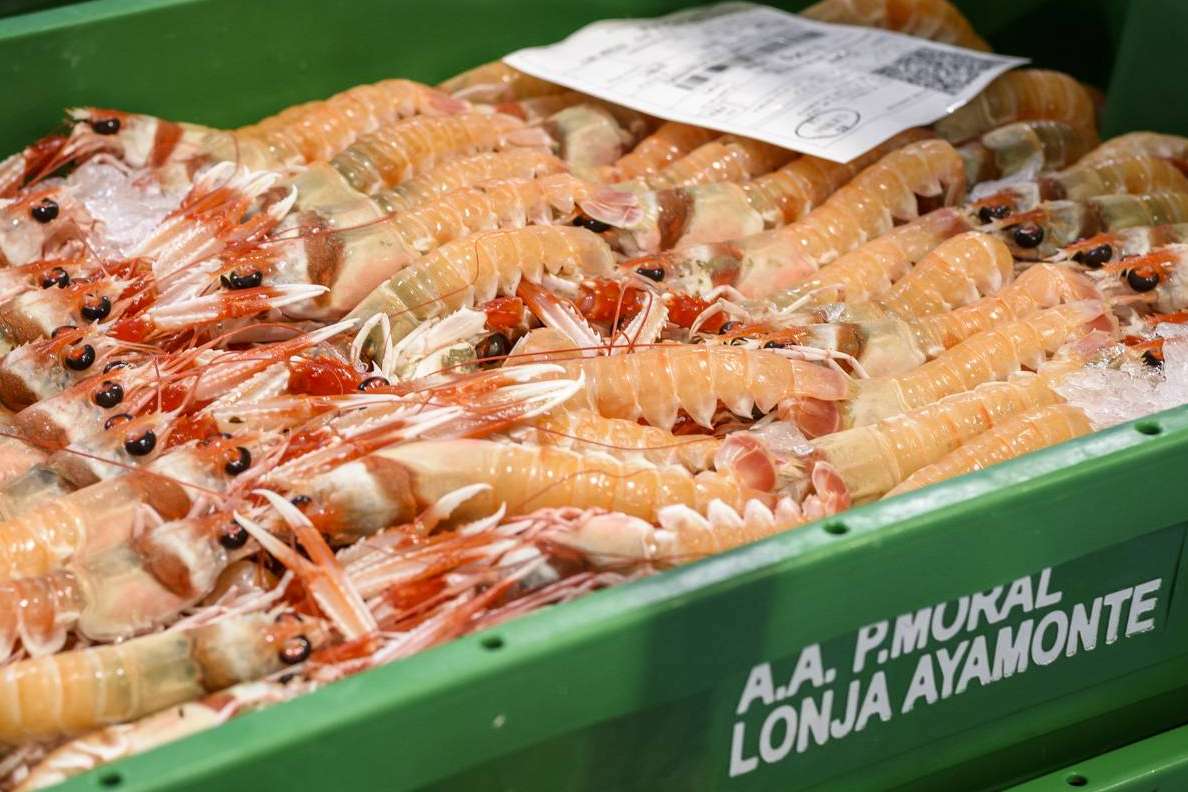 Lonja de Ayamonte ofrece una serie de consejos de conservación de marisco de Huelva