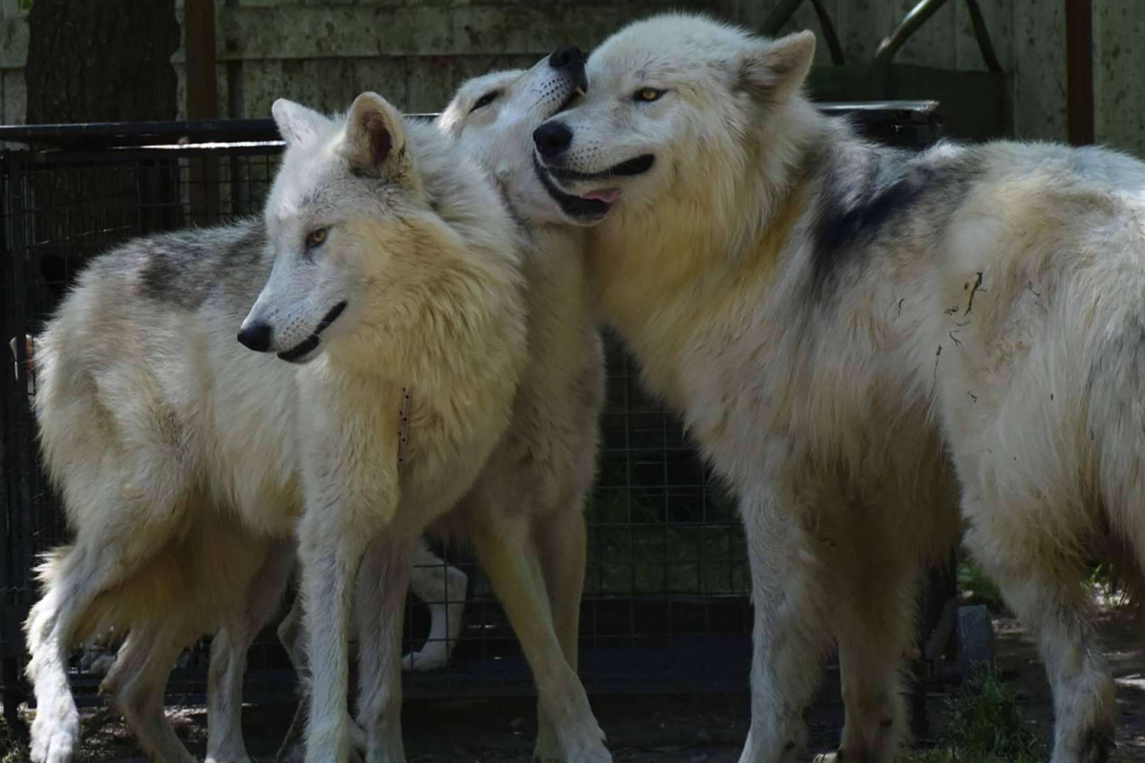 Wolfdog o Perro Lobo Americano, de los mitos y leyendas a las realidades