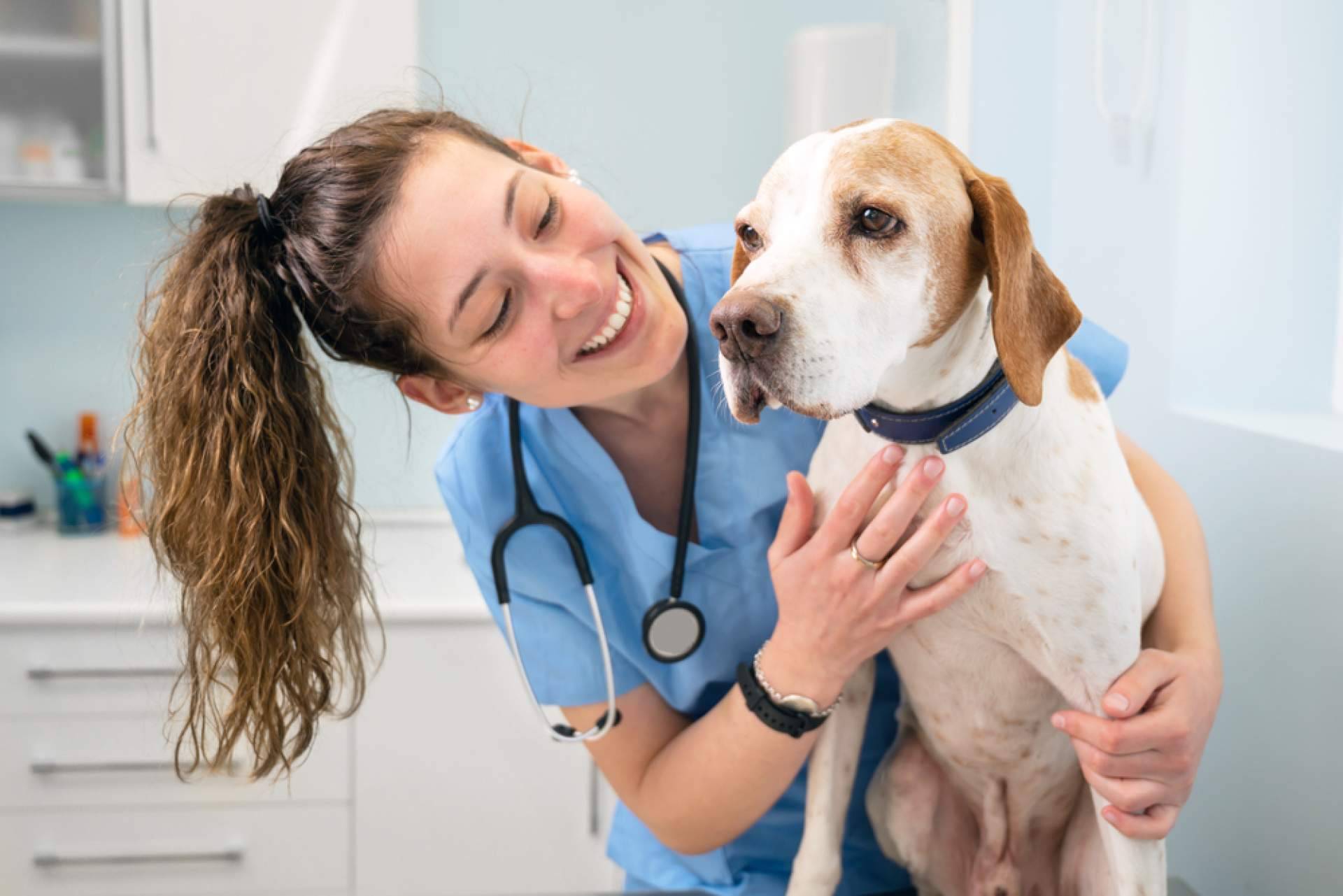 ¿Cómo obtener y convalidar el título de Auxiliar de Veterinaria? VetFormación