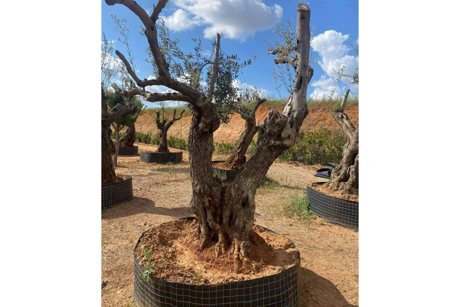 La firma especializada Olivos Extremadura vende olivos centenarios y milenarios