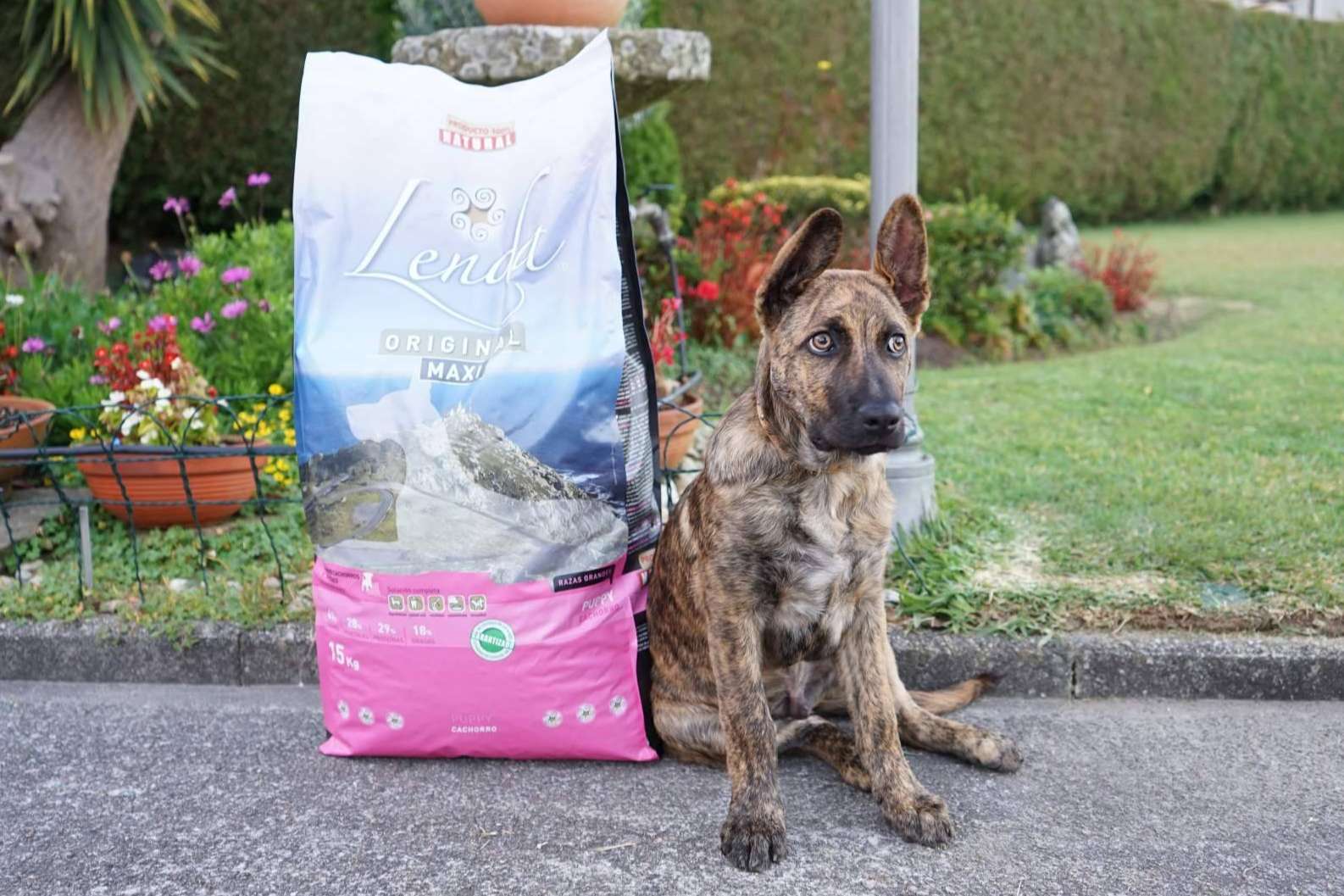 La importancia de la correcta alimentación de los cachorros con Lenda