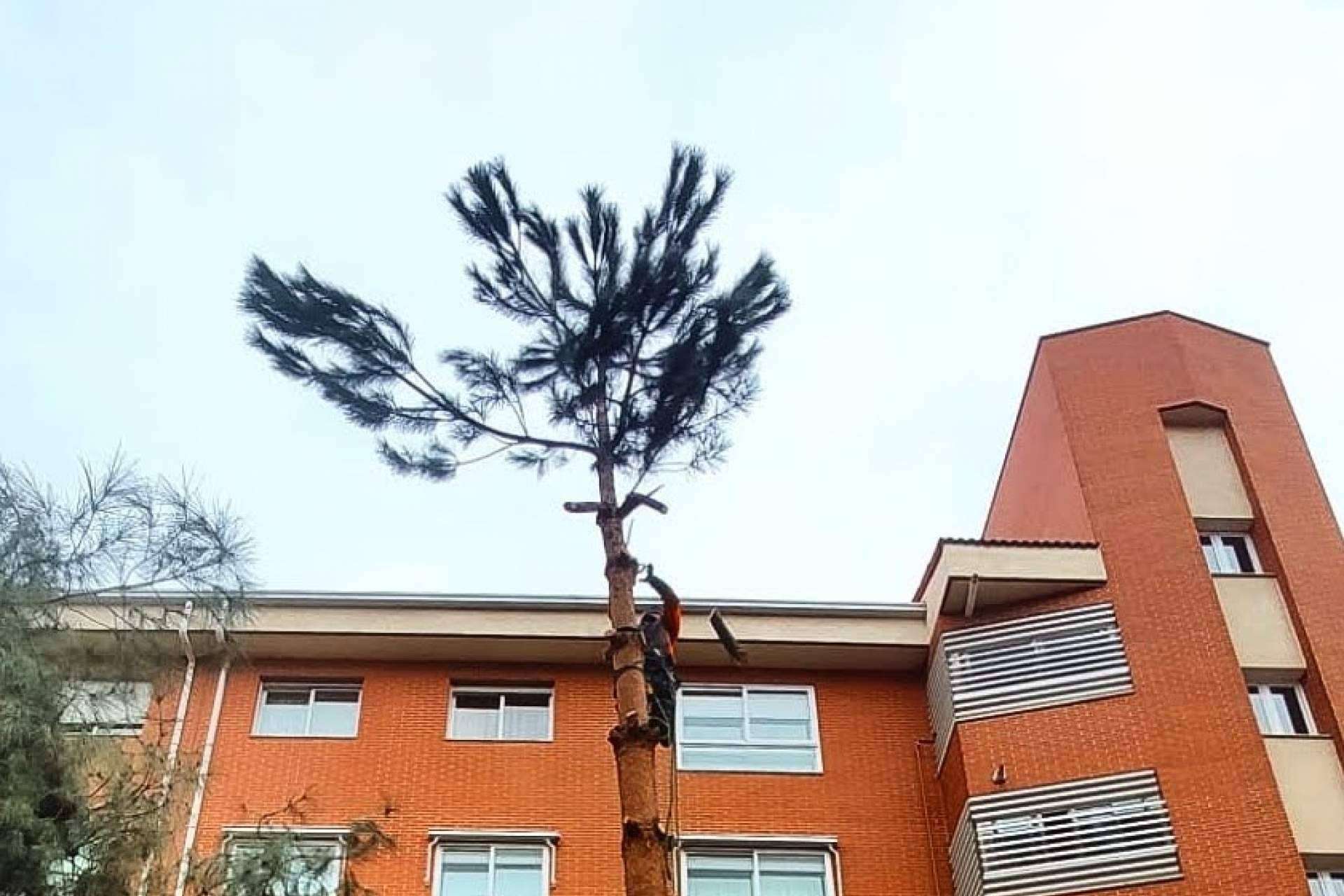 Talas de Árboles, empresa ubicada en Madrid, ofrece un servicio profesional de poda de árboles