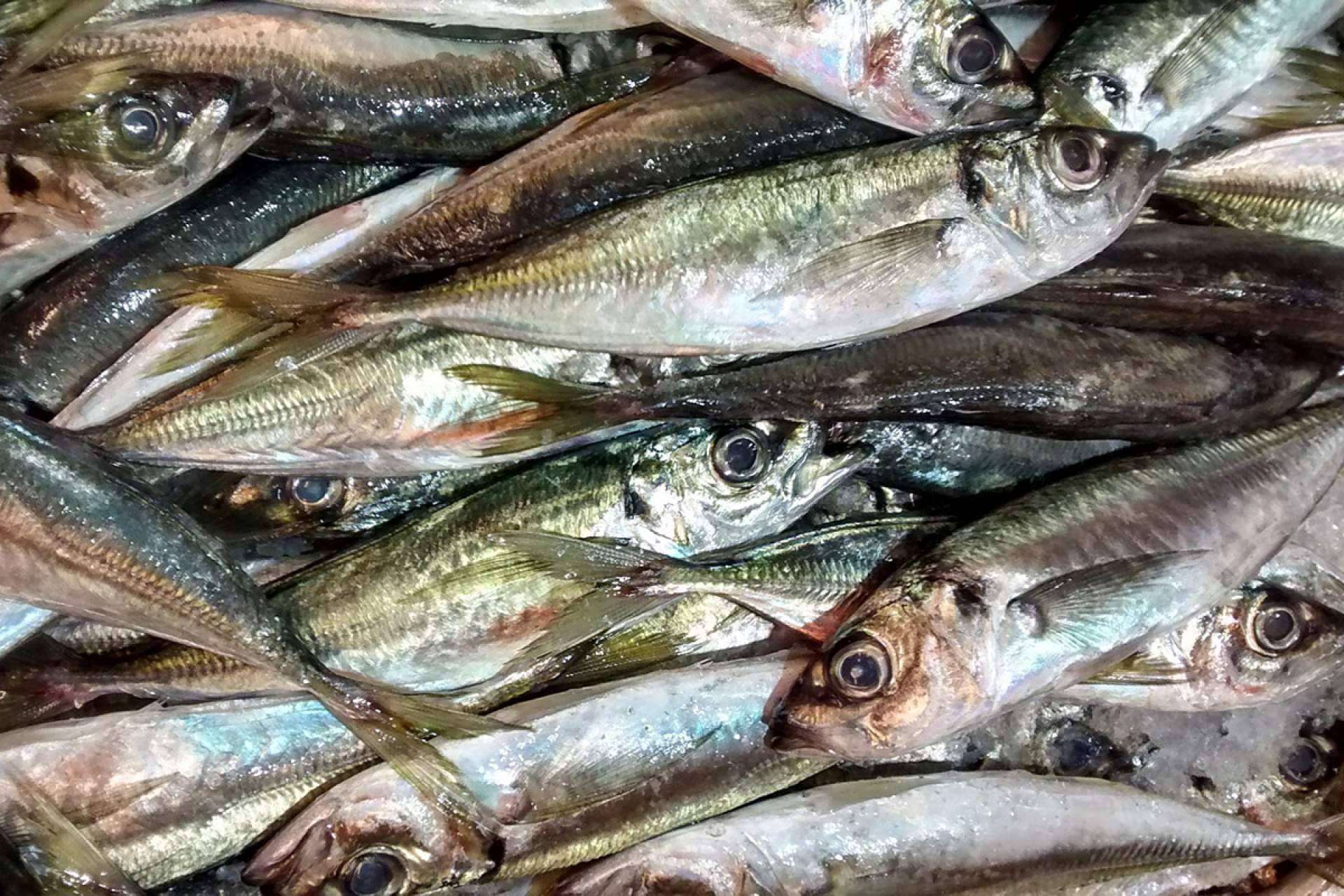 Lonja de Ayamonte se encarga de llevar uno de los mejores jureles a la puerta de casa