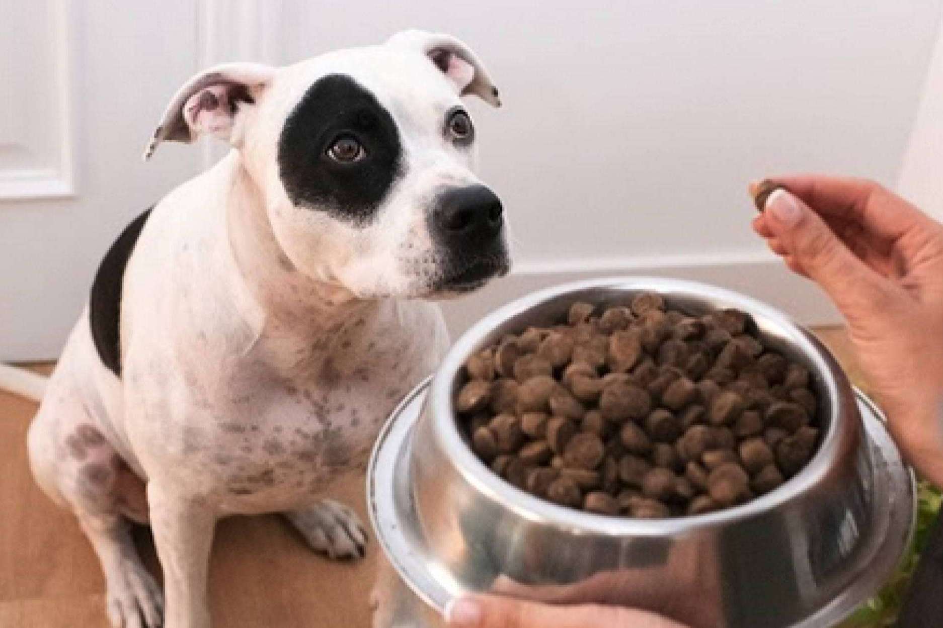 Ginqo ofrece un nuevo pienso hipoalergénico para evitar problemas de salud en perros y gatos