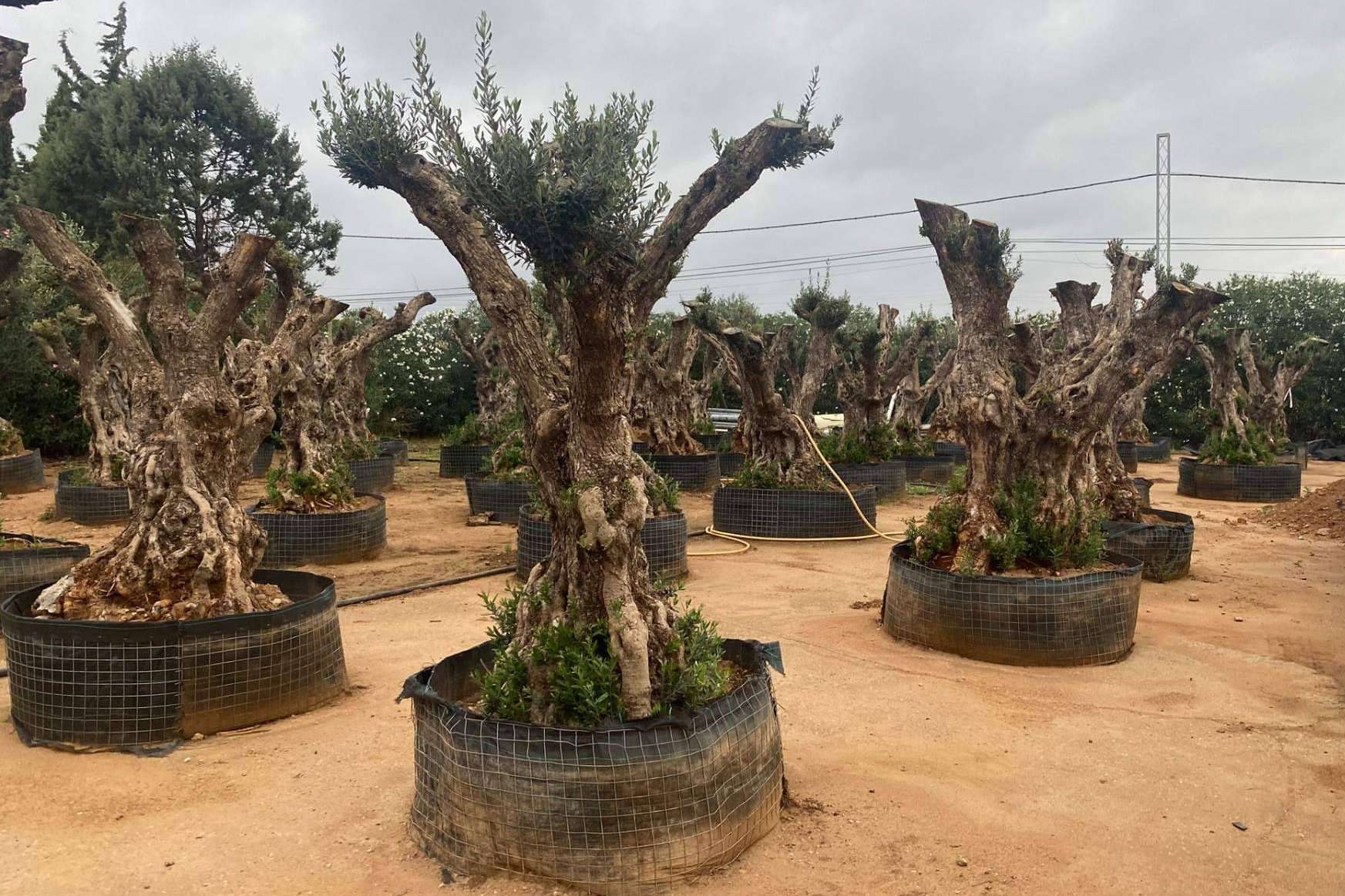 Olivos Extremadura, la tienda de decoración para comprar olivos centenarios