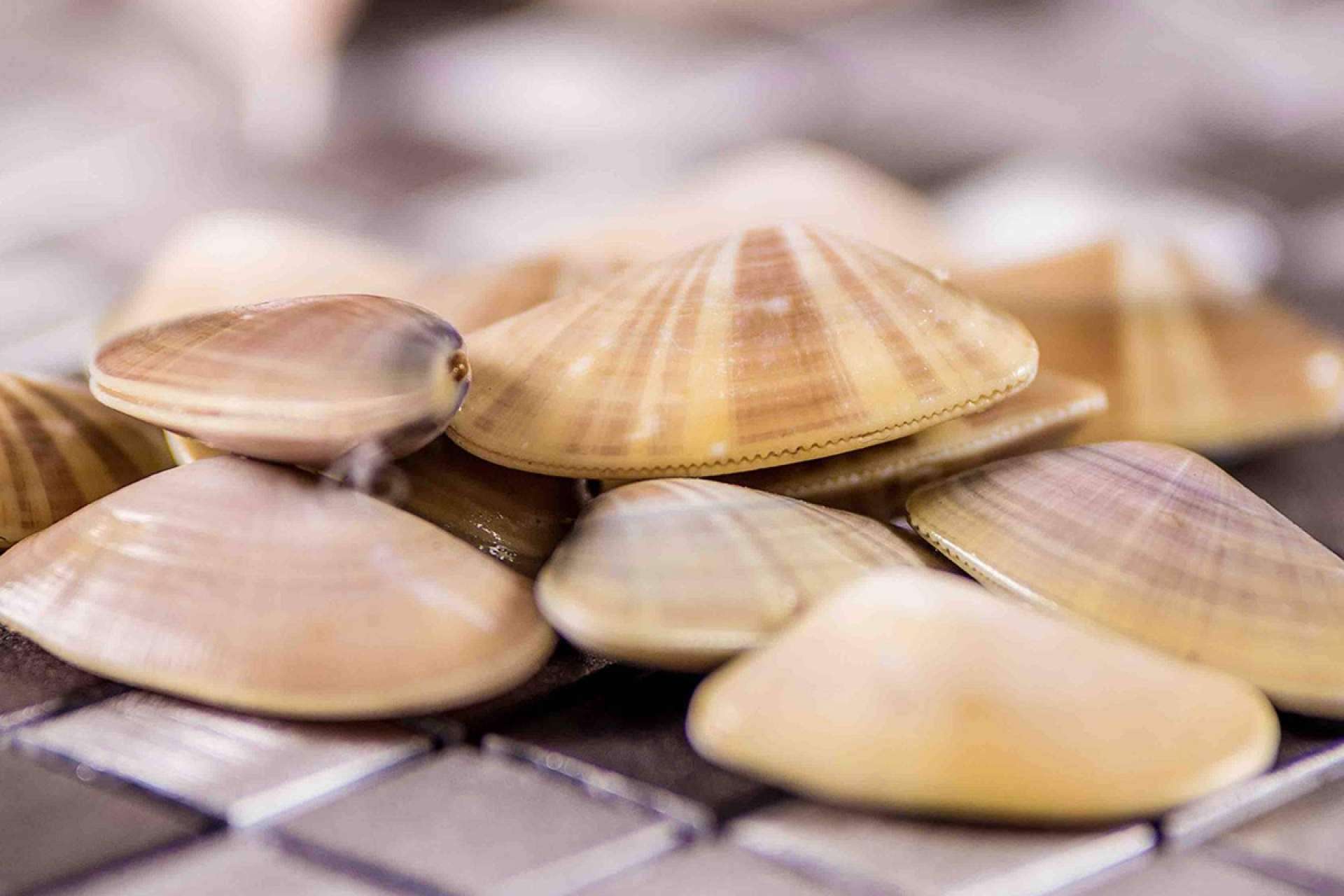 Moluscos de temporada disponibles en Lonja de Ayamonte