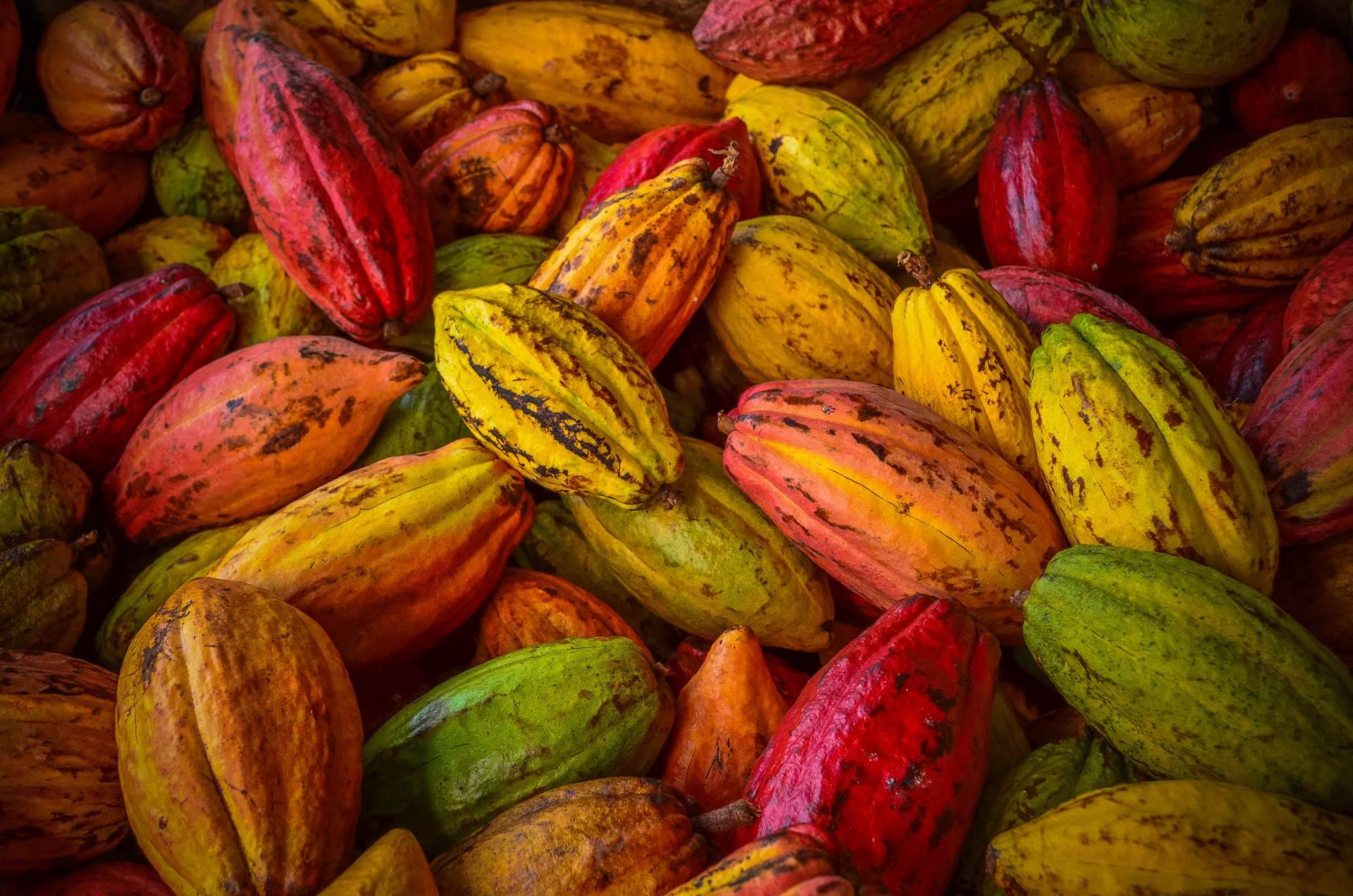 La historia del cacao, de método de pago a token