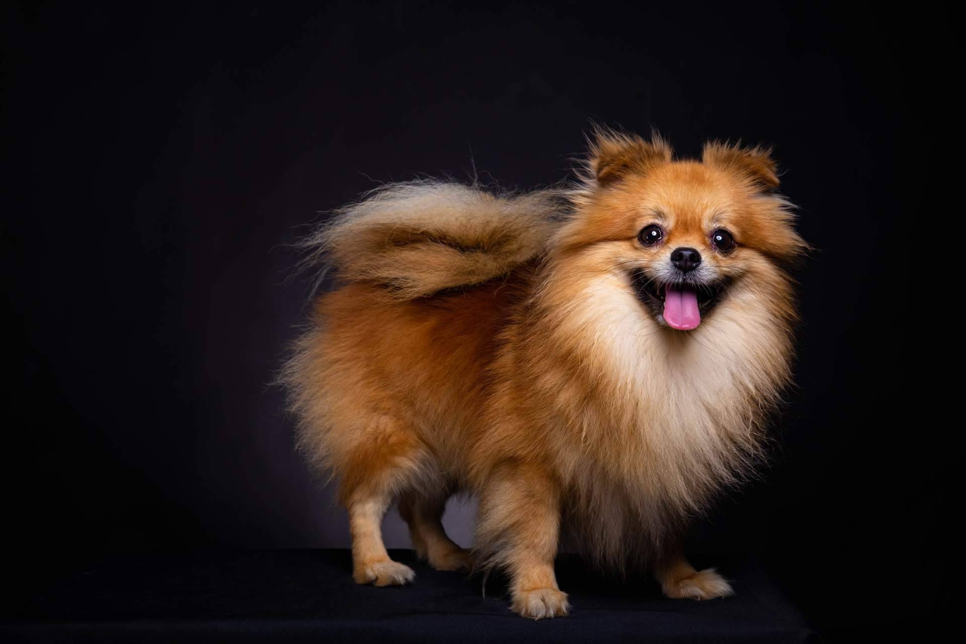 En Cachorros del Valle se pueden encontrar varios Pomerania