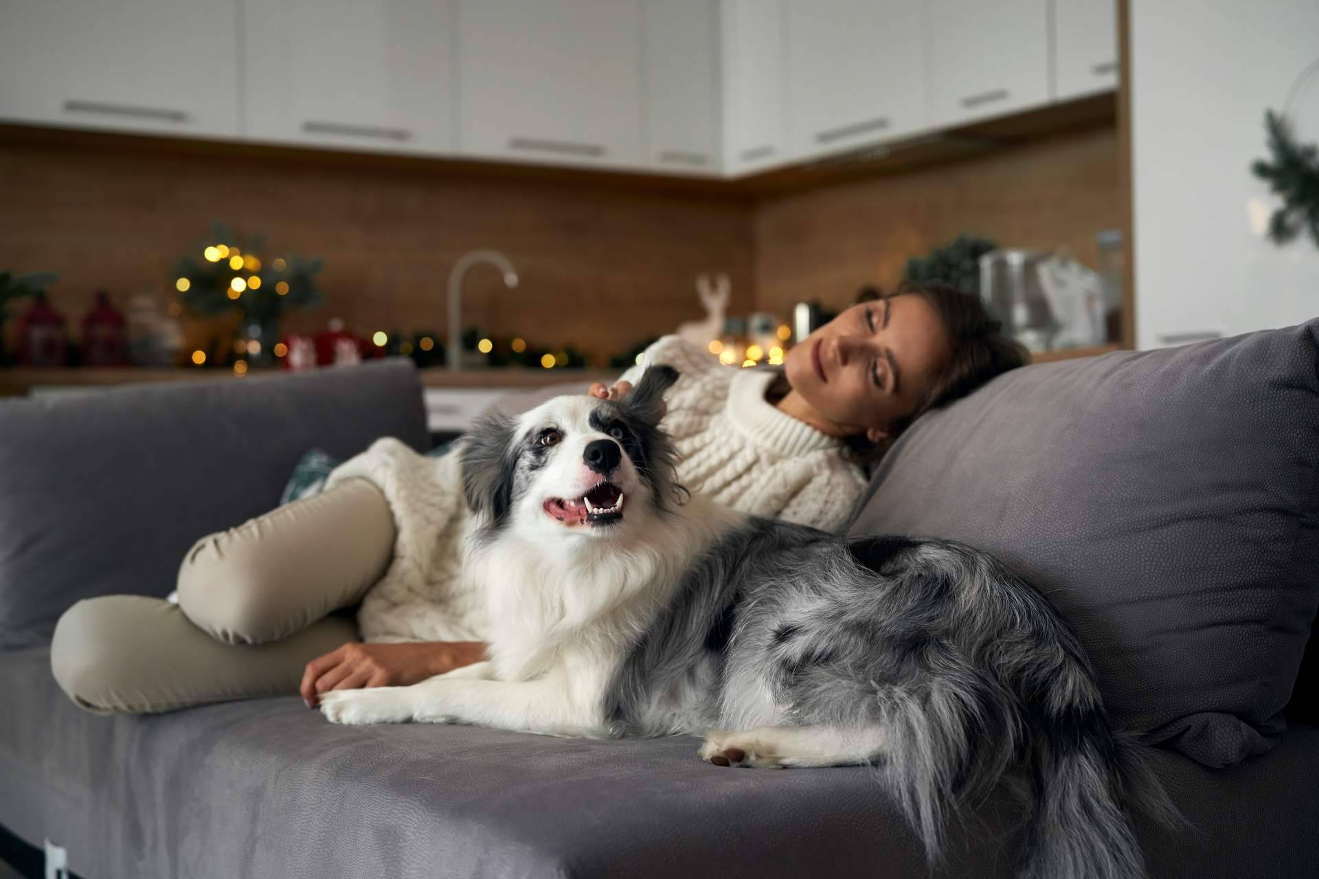 CaniAusa desea concienciar a la sociedad sobre la necesidad de adoptar animales