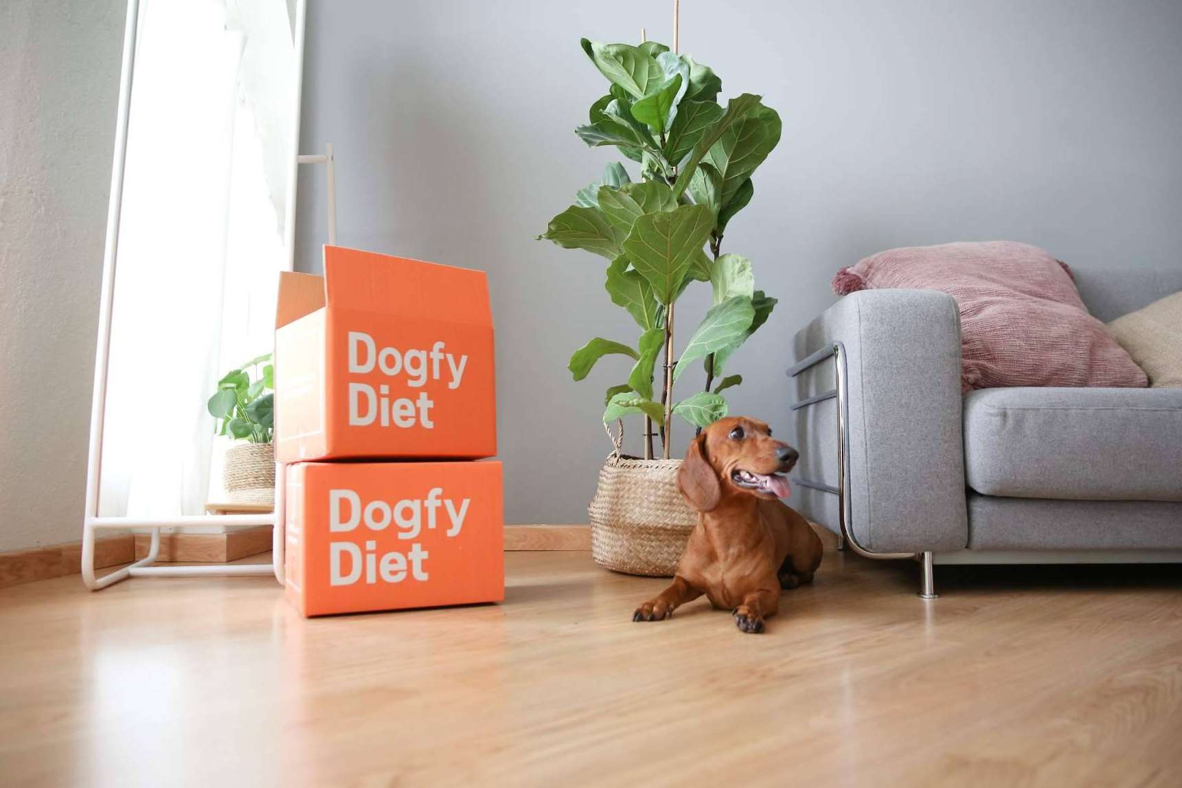 La comida natural para perros es la alternativa alimentaria de Dogfy Diet que fortalece el sistema inmune entre otros beneficios