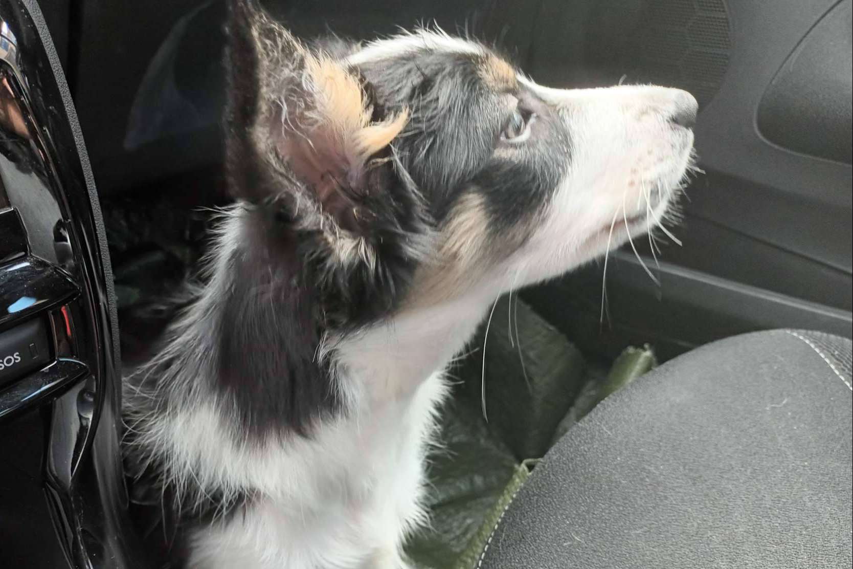 Factores a tener en cuenta a la hora de adoptar a un perro, según la Asociación Española de Perros de Apoyo