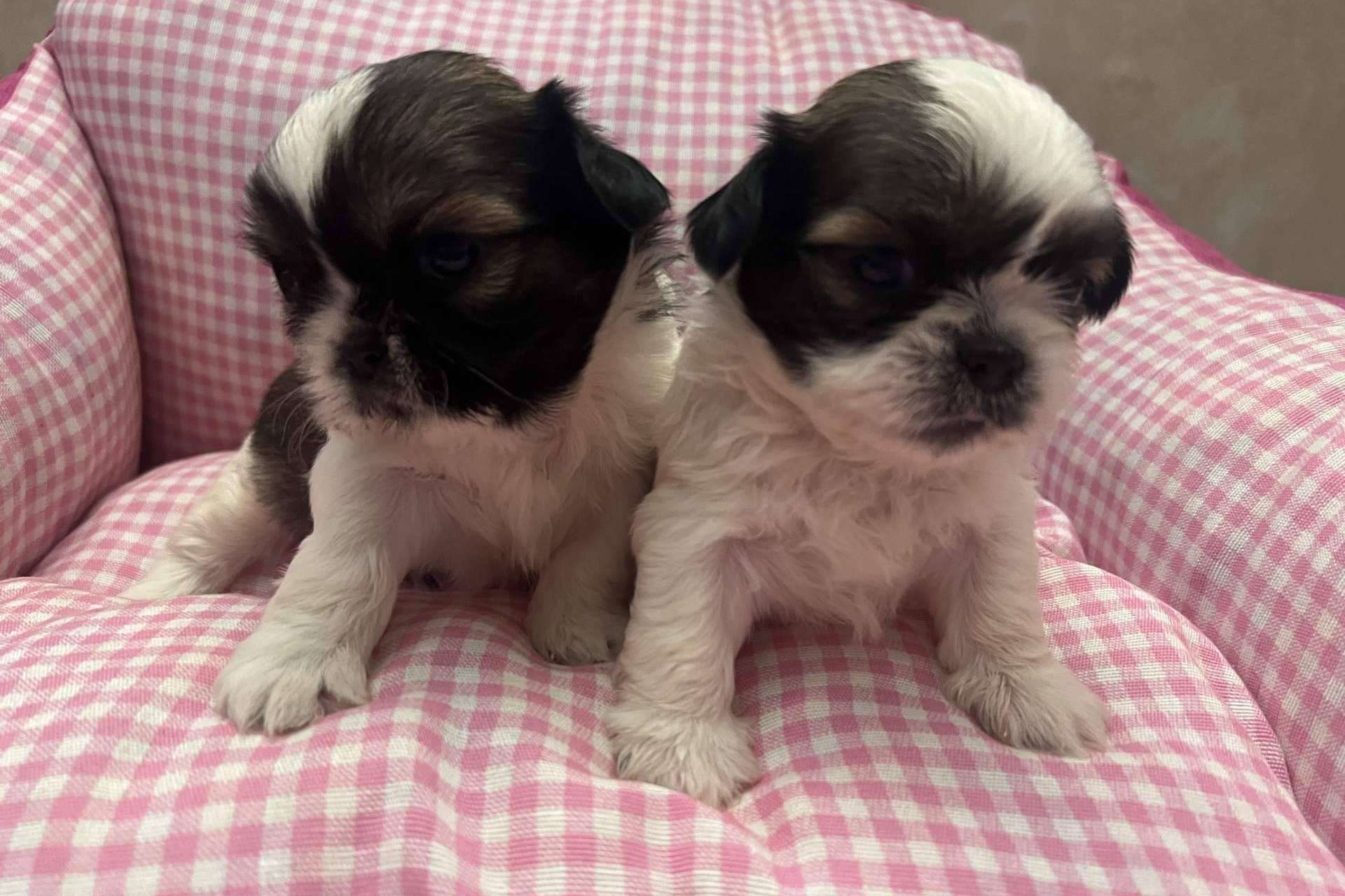 Un criadero de perros pequeños que destaca por su amor por los animales, Los Luceros de Vandalia
