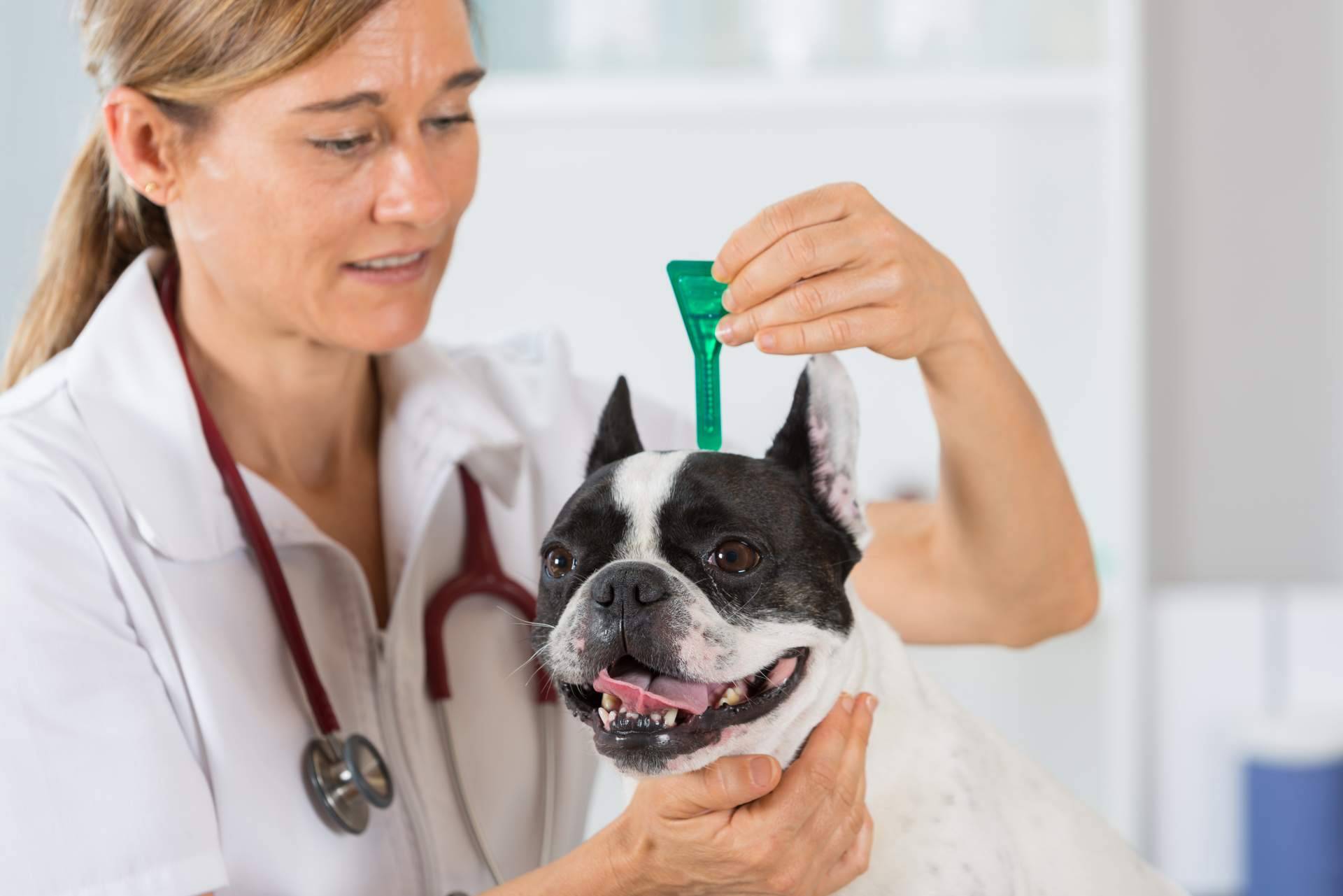La tienda Productos Antiplagas brinda pipetas para perros y trampas para ratas