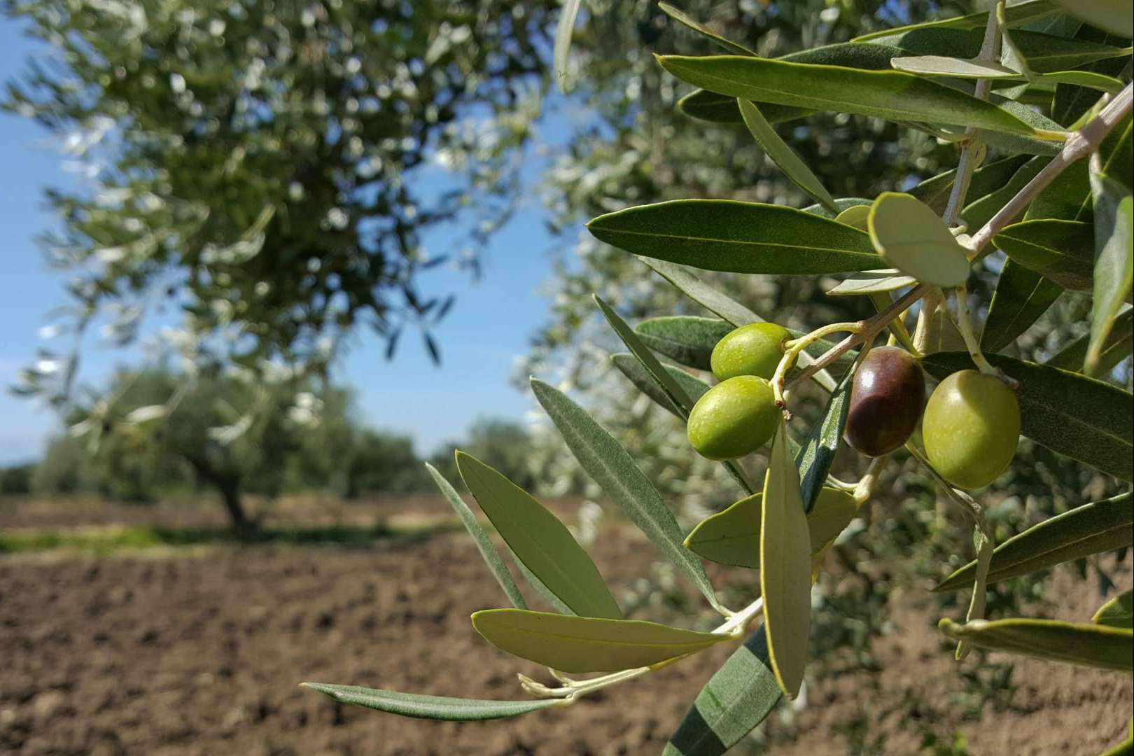 Los aceites de oliva extra virgen premiados de Spanish - Oil