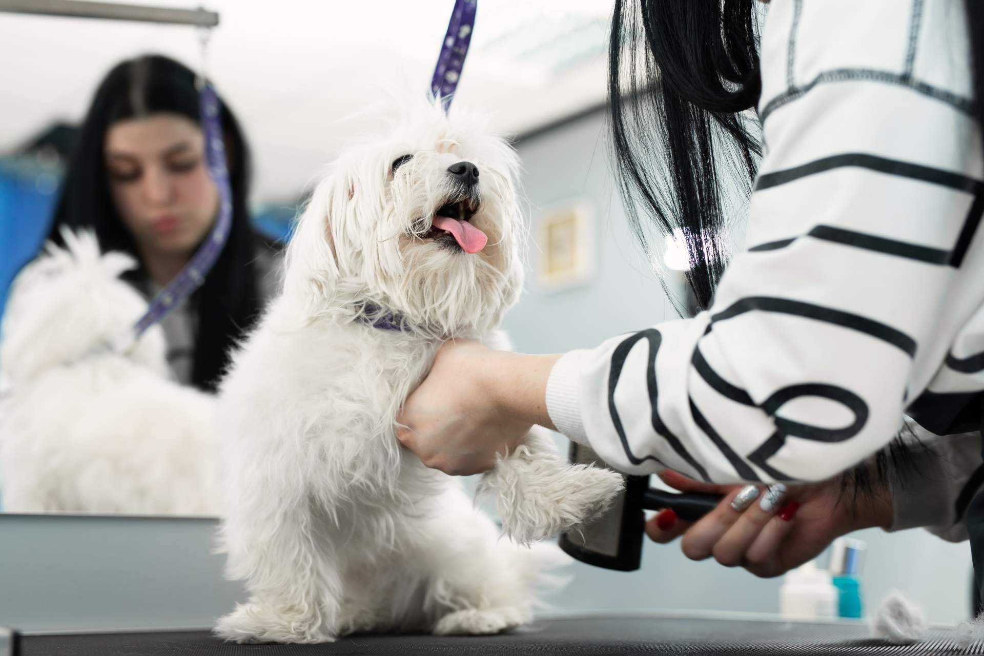 Servicios de peluquería canina a domicilio en Madrid, de la mano de los profesionales de Perrukings
