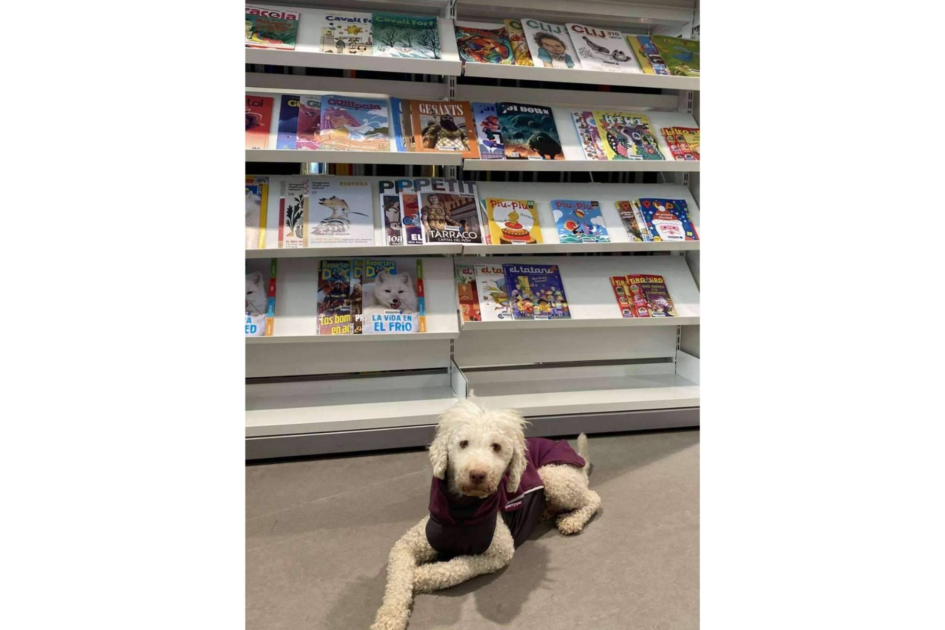 El nuevo curso de educación canina entre semana a partir del lunes 13 de marzo de L'Almozara Can Bosc