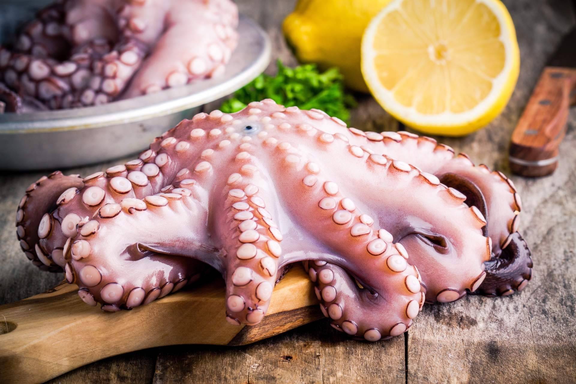 3 de Pulpo, todo sobre las propiedades del pulpo de Dakhla