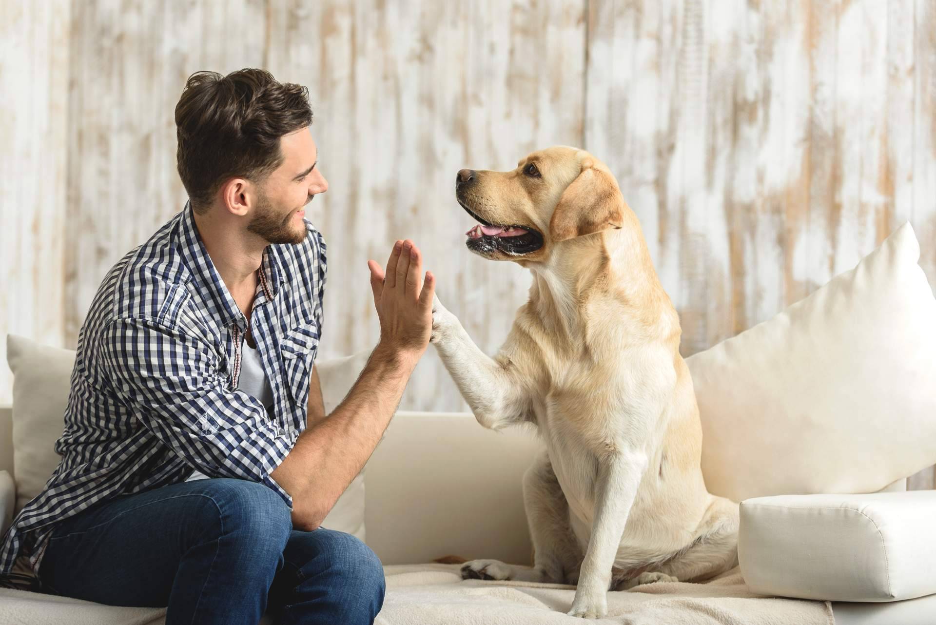 Todo lo que se debe saber de la nueva Ley de Bienestar Animal si se tiene una mascota