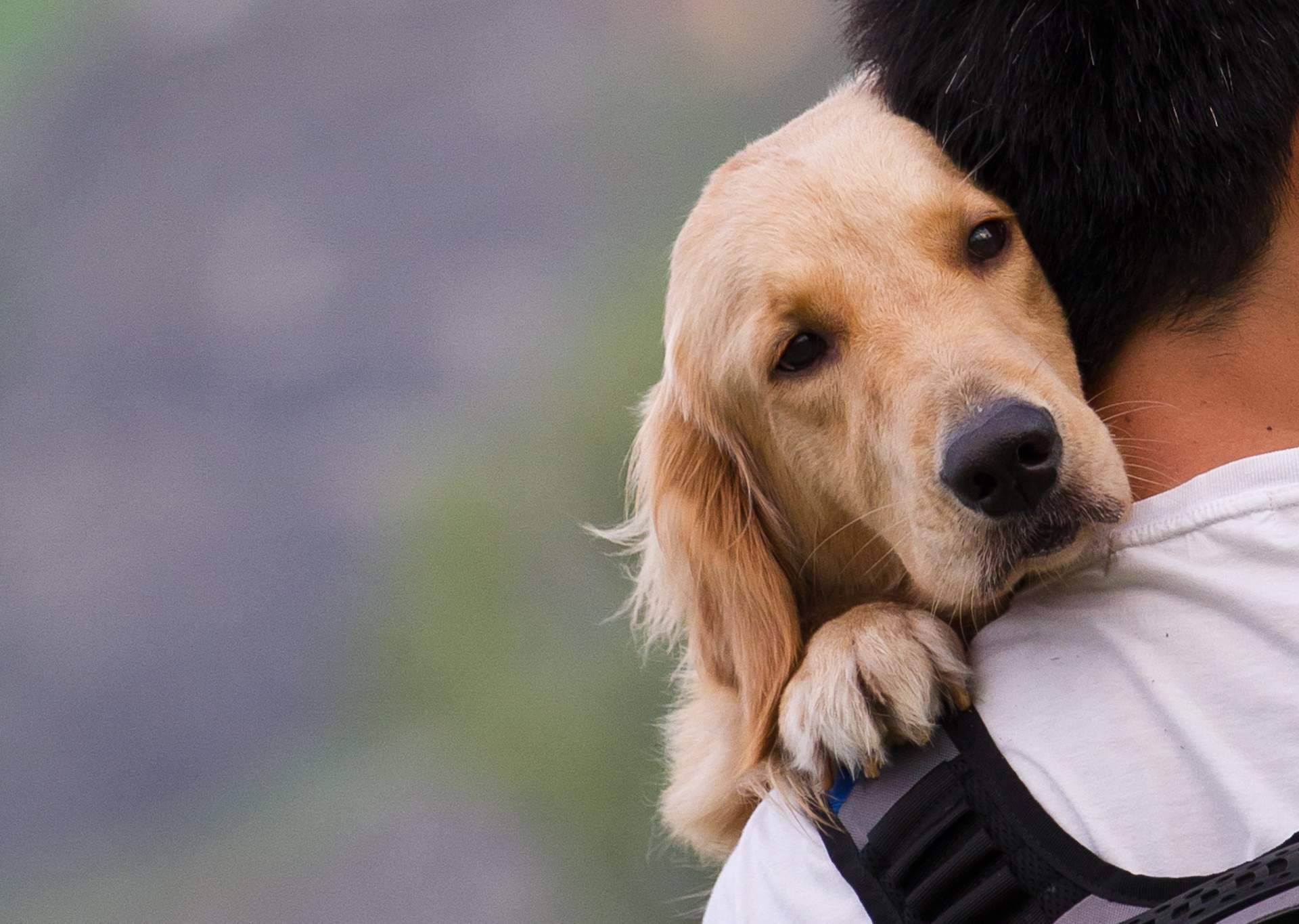 La función de los abogados animalistas en la elaboración de las leyes