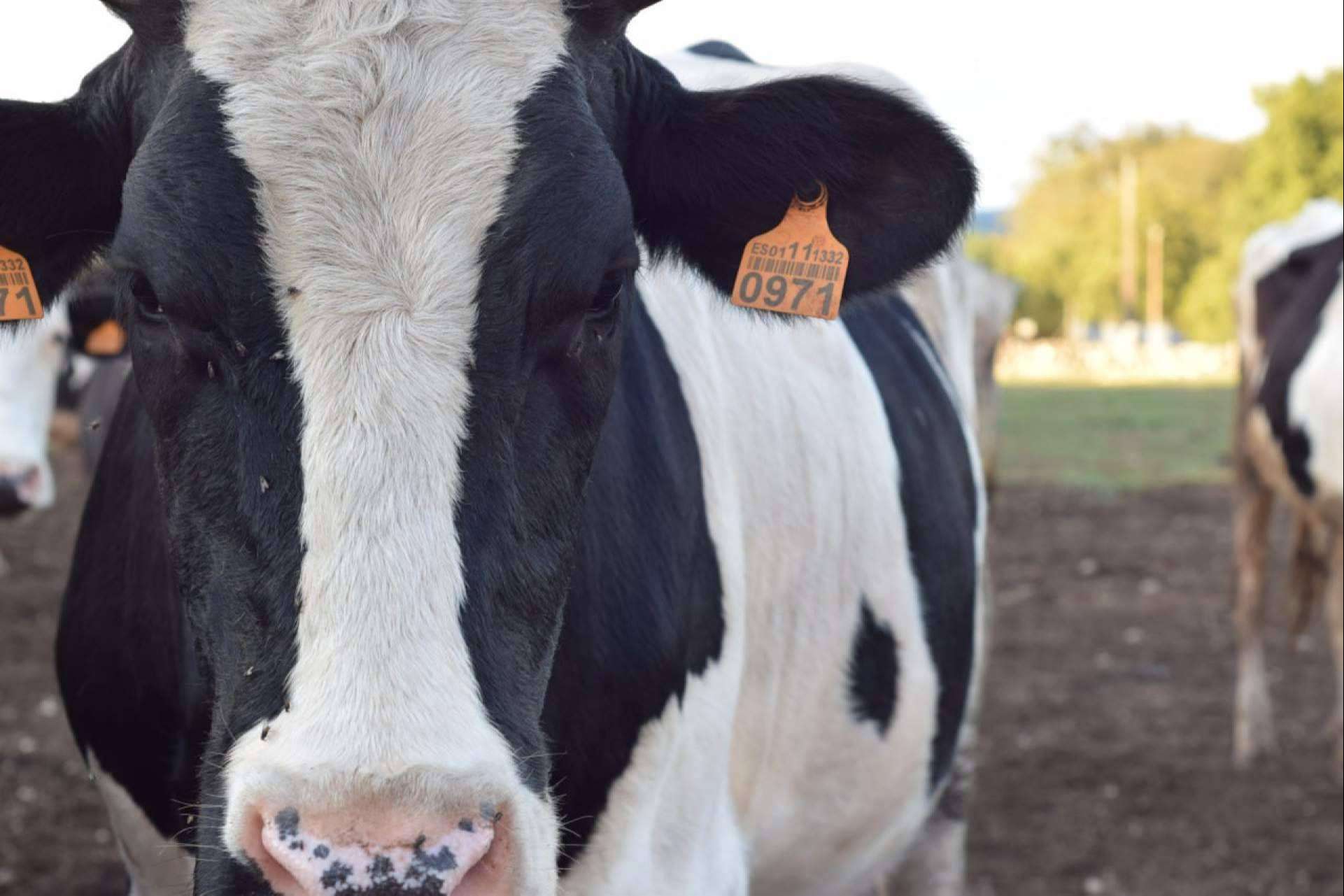 Aumenta el temor ante la escasez de leche