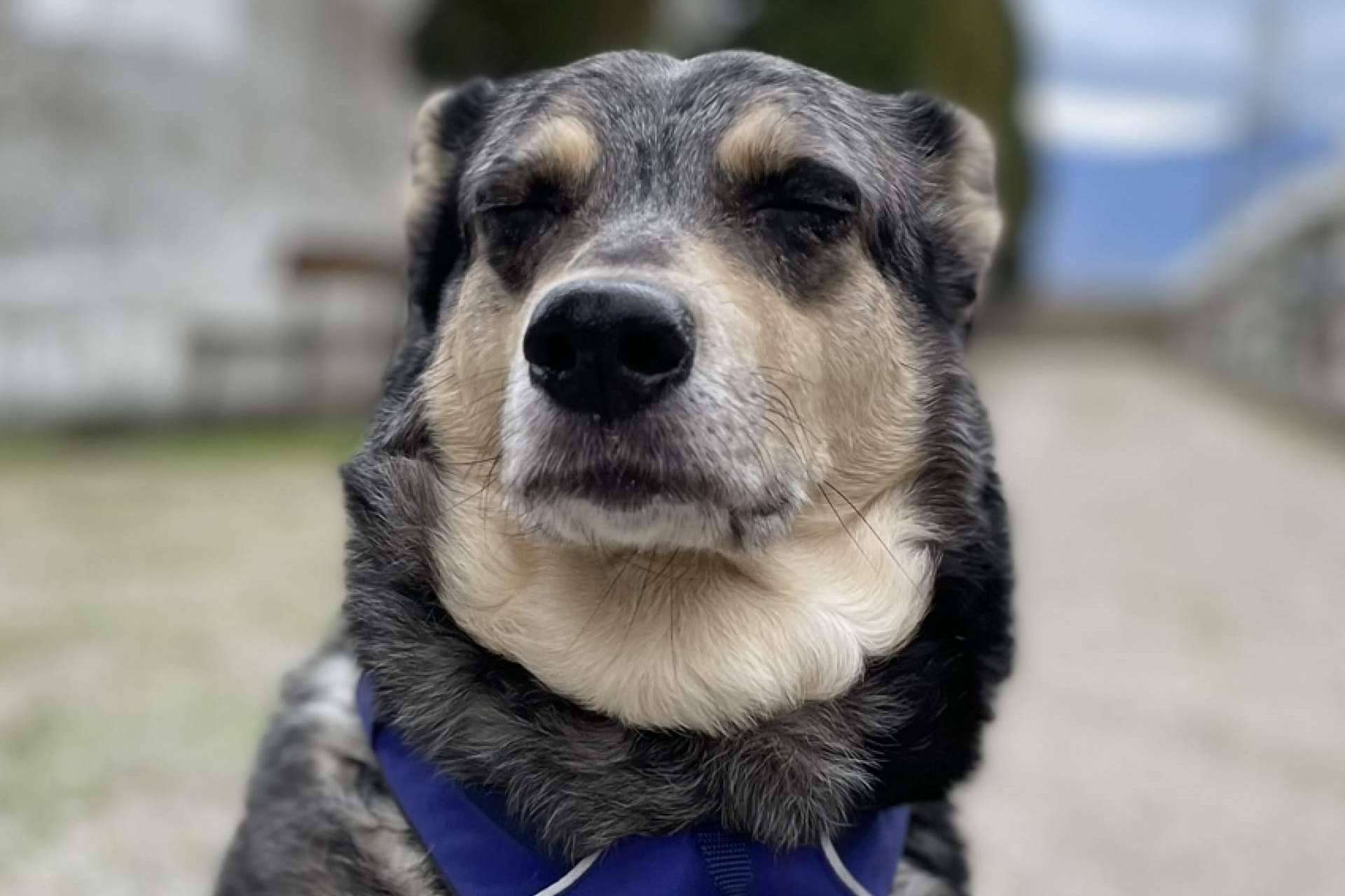 Comprender la importancia de las emociones en los perros con el curso de Ulises y Argos