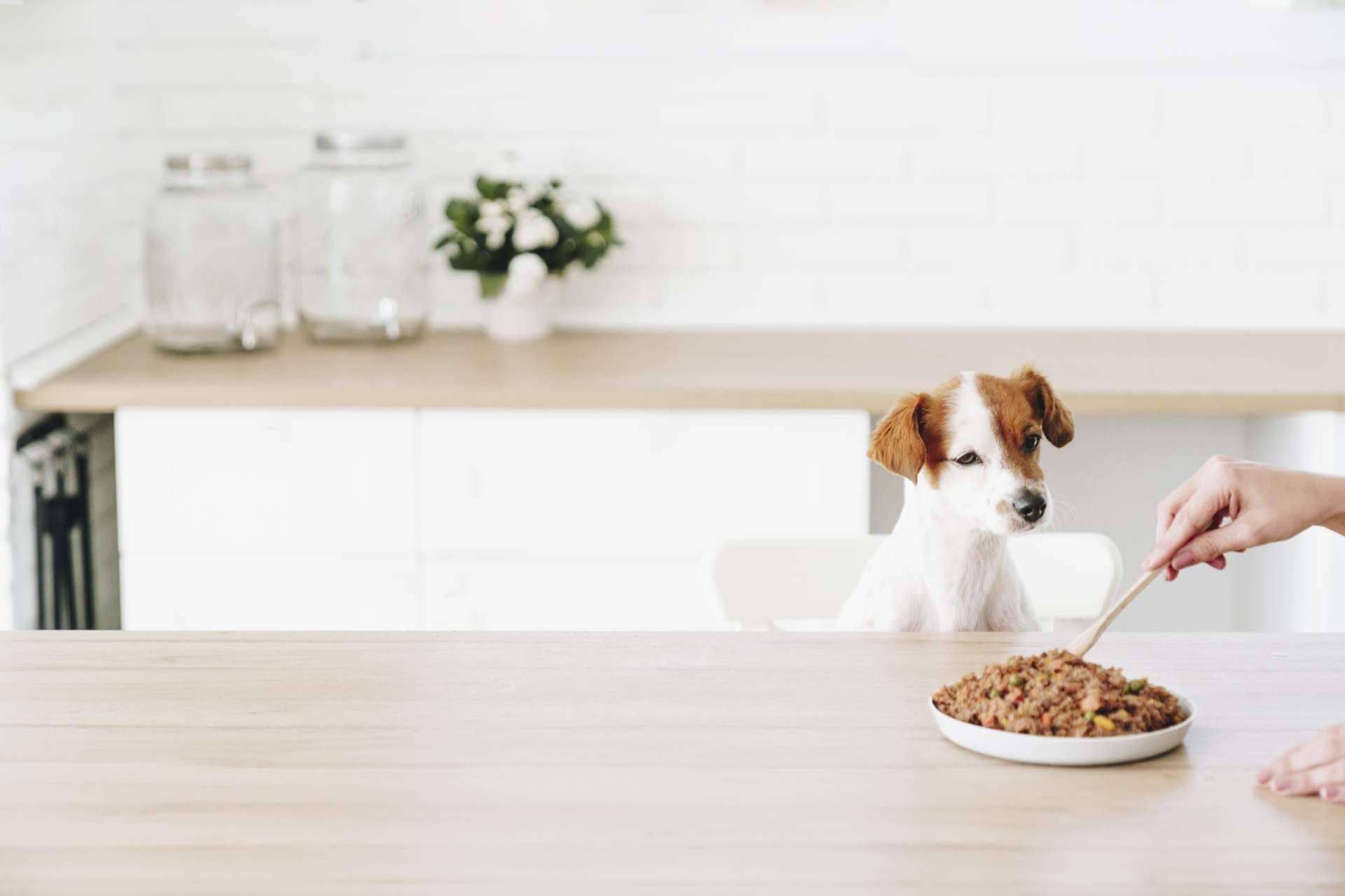 Dogfy Diet brinda una opción de alimentación natural para perros