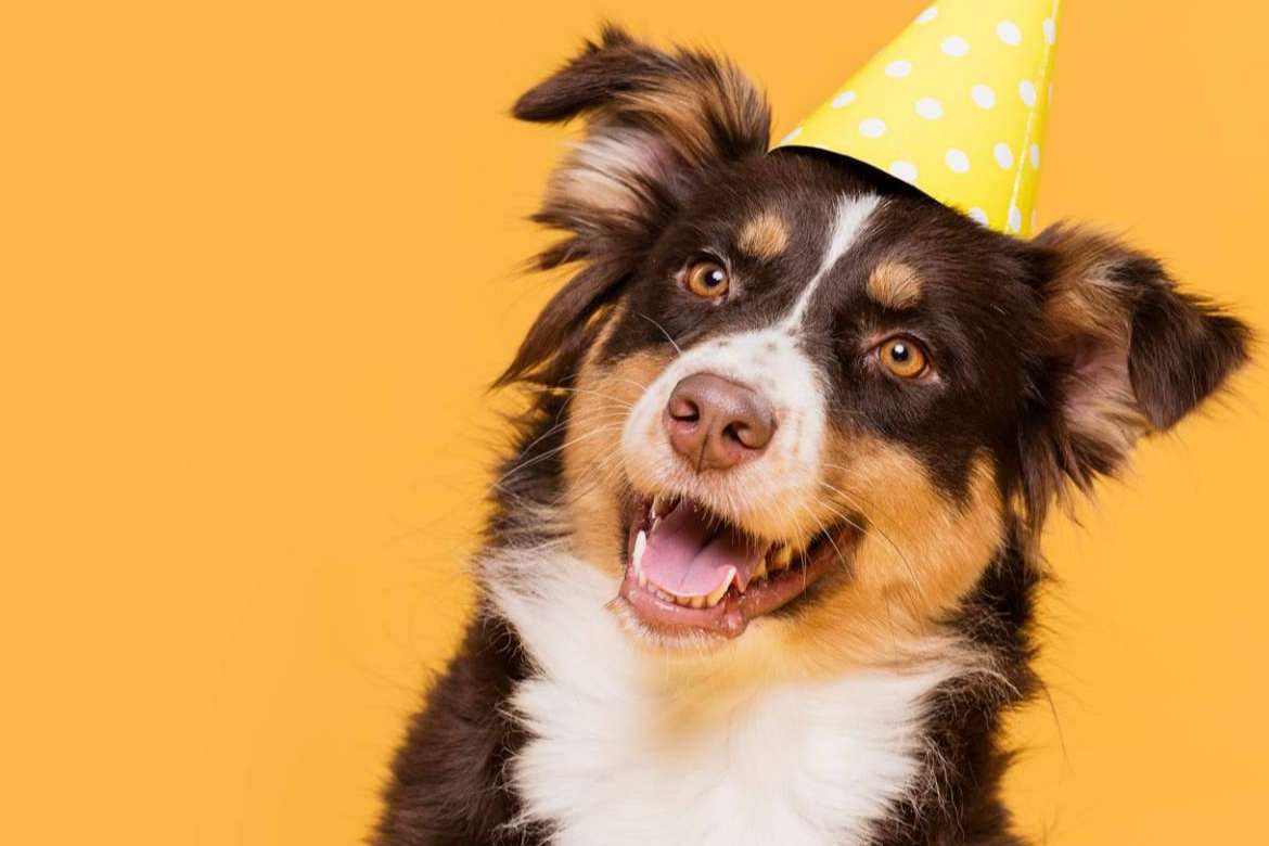 Cambios en el pelaje de las mascotas y cómo mitigar los efectos en casa