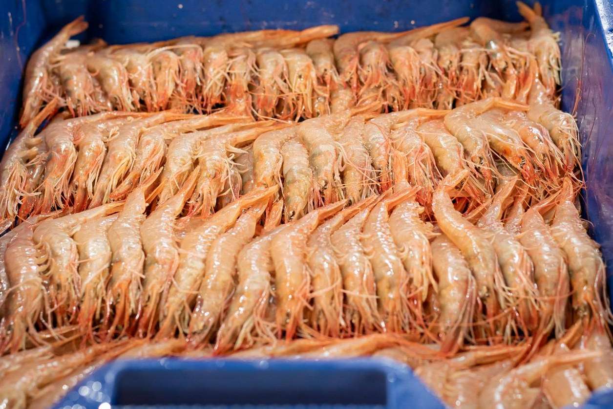 Conocer la diferencia entre gamba y langostino