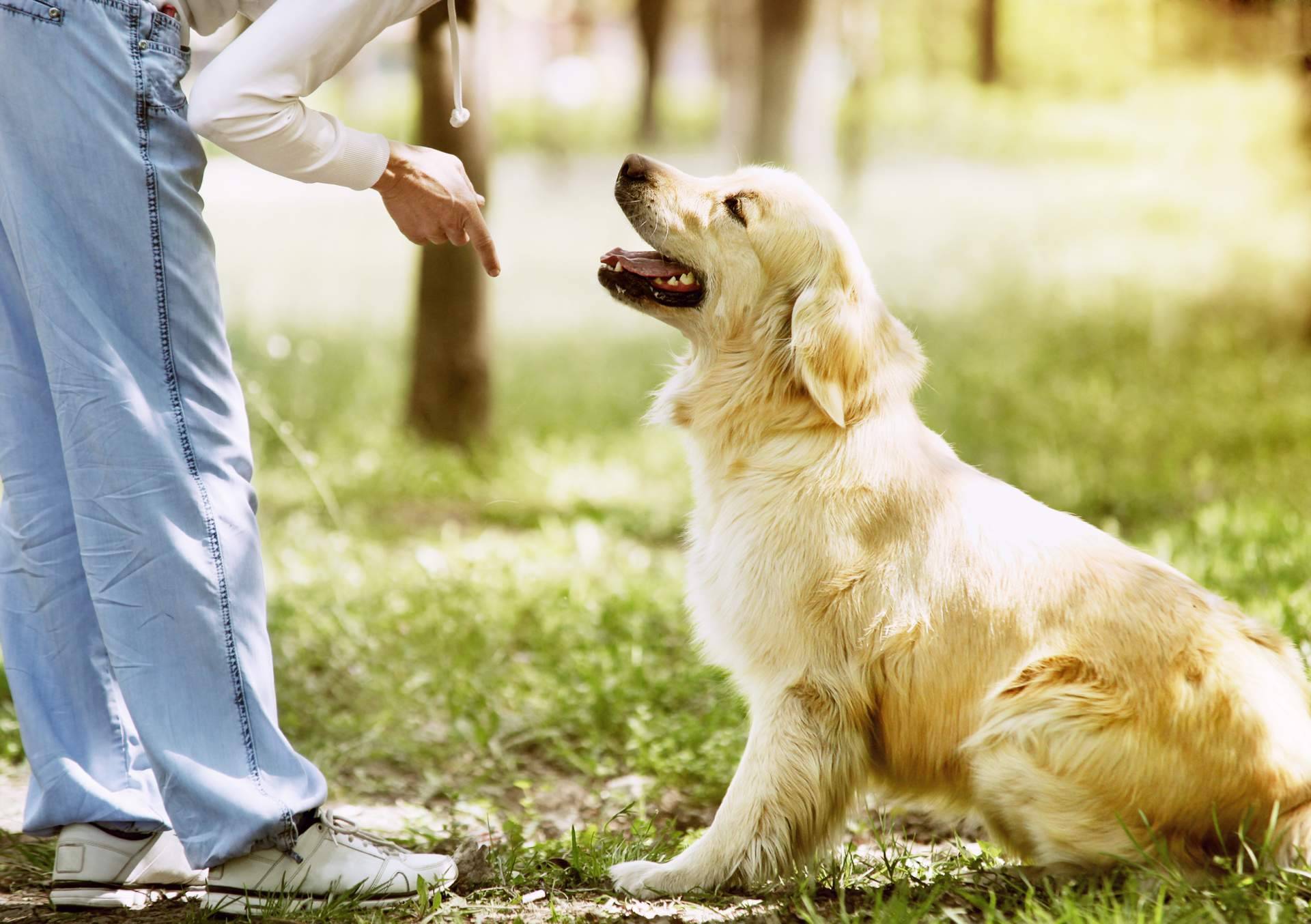 Cursos para ser adiestrador canino con Adican en Madrid