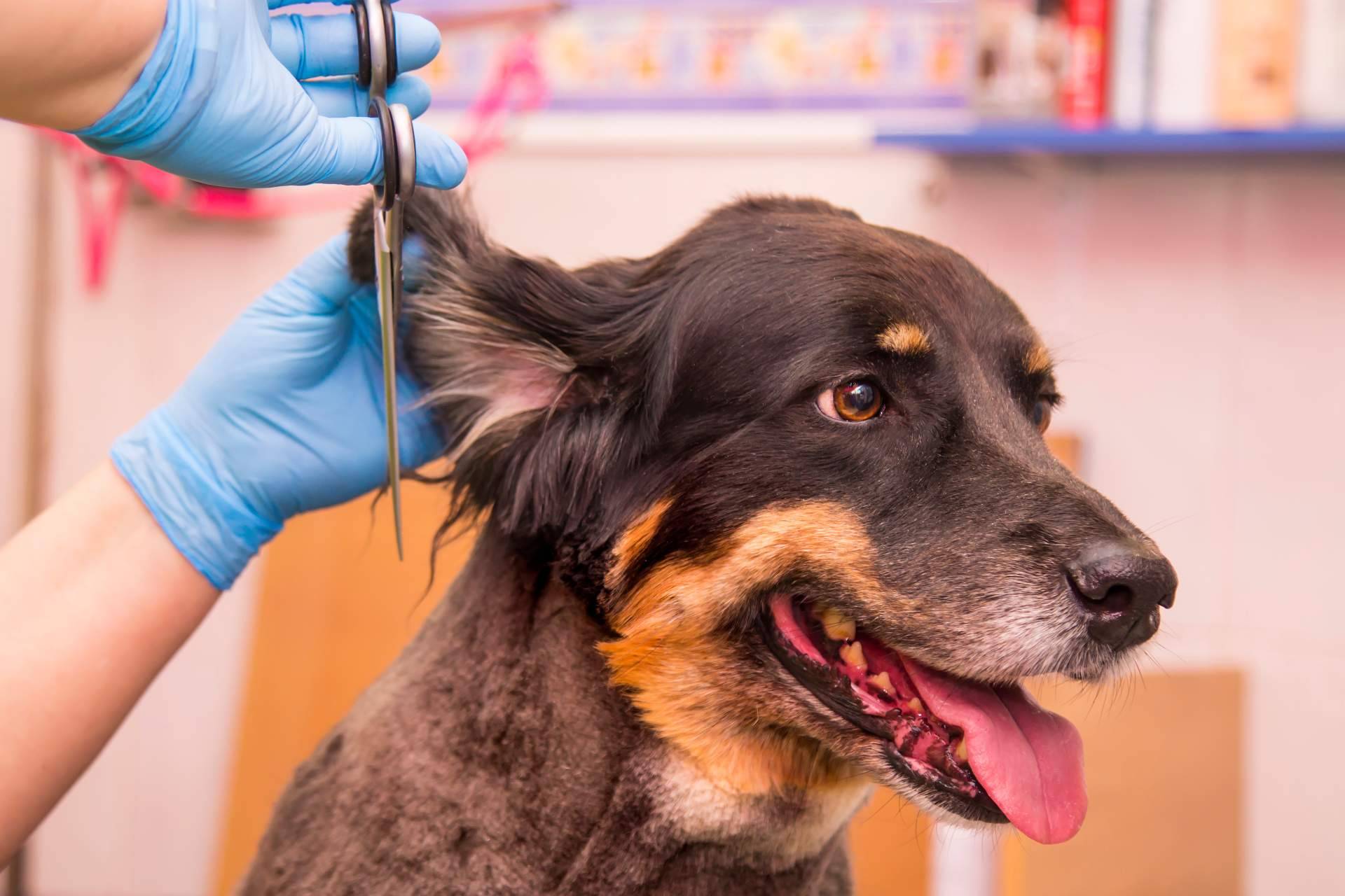 Los cuidados estéticos para las mascotas son muy importantes, por Perrukings