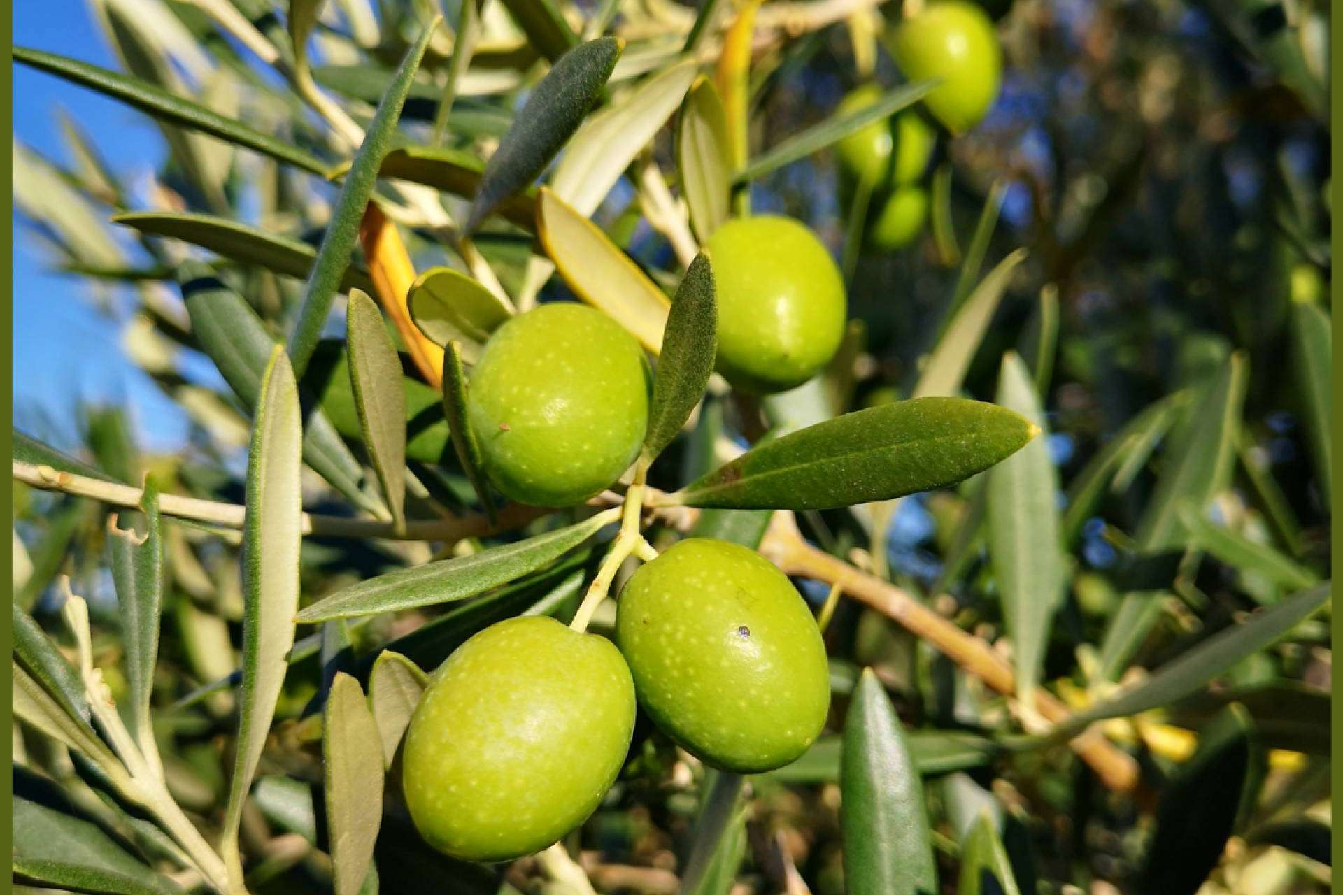 La subida del aceite a causa de los costes de producción, con Olipaterna